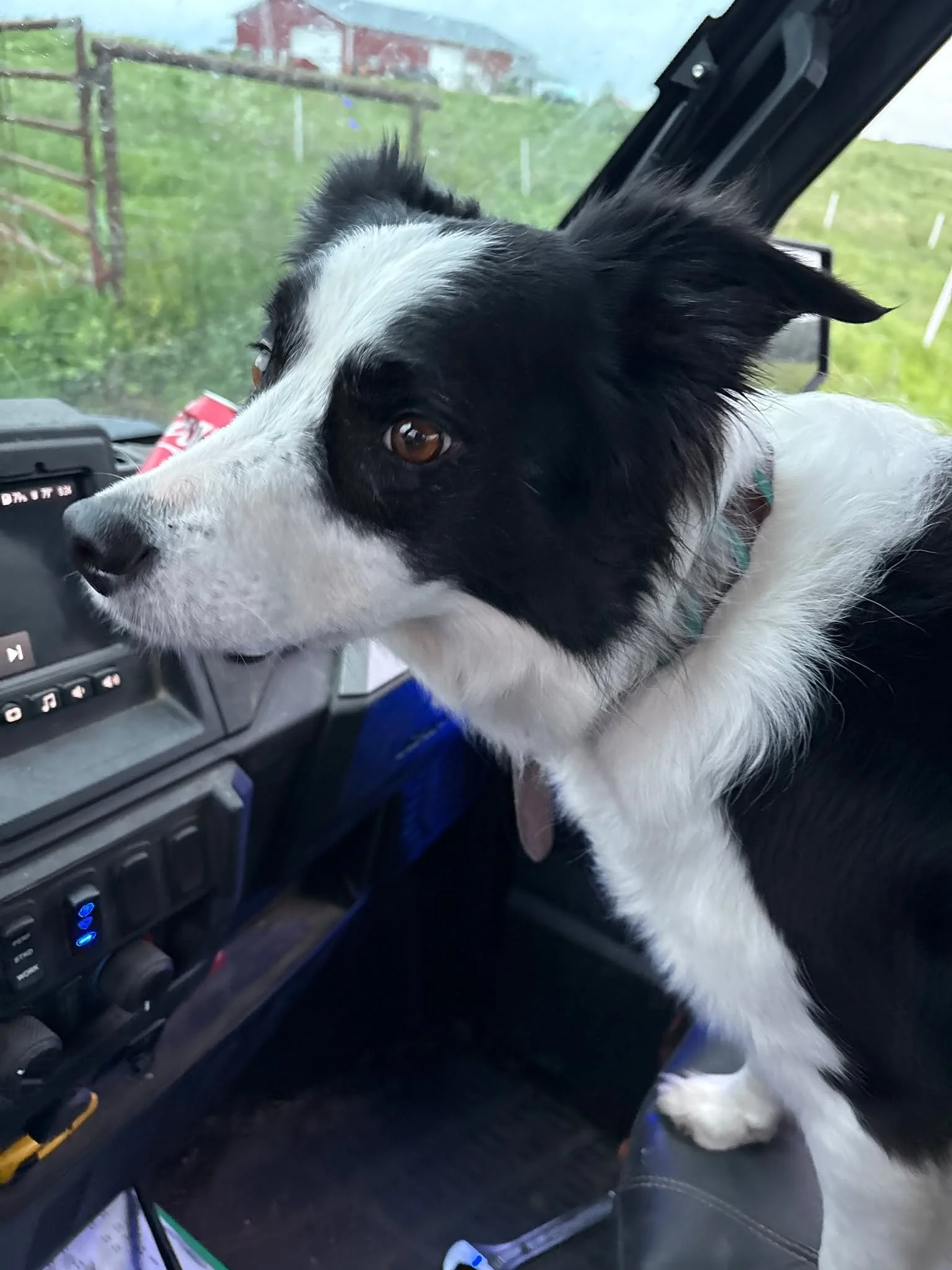 Happy National Dog Day from your favorite fearless cow dog, Rae! 
(OK, she is afraid of rain π§-- but don't tell her we told you, the bulls still need to respect her π)