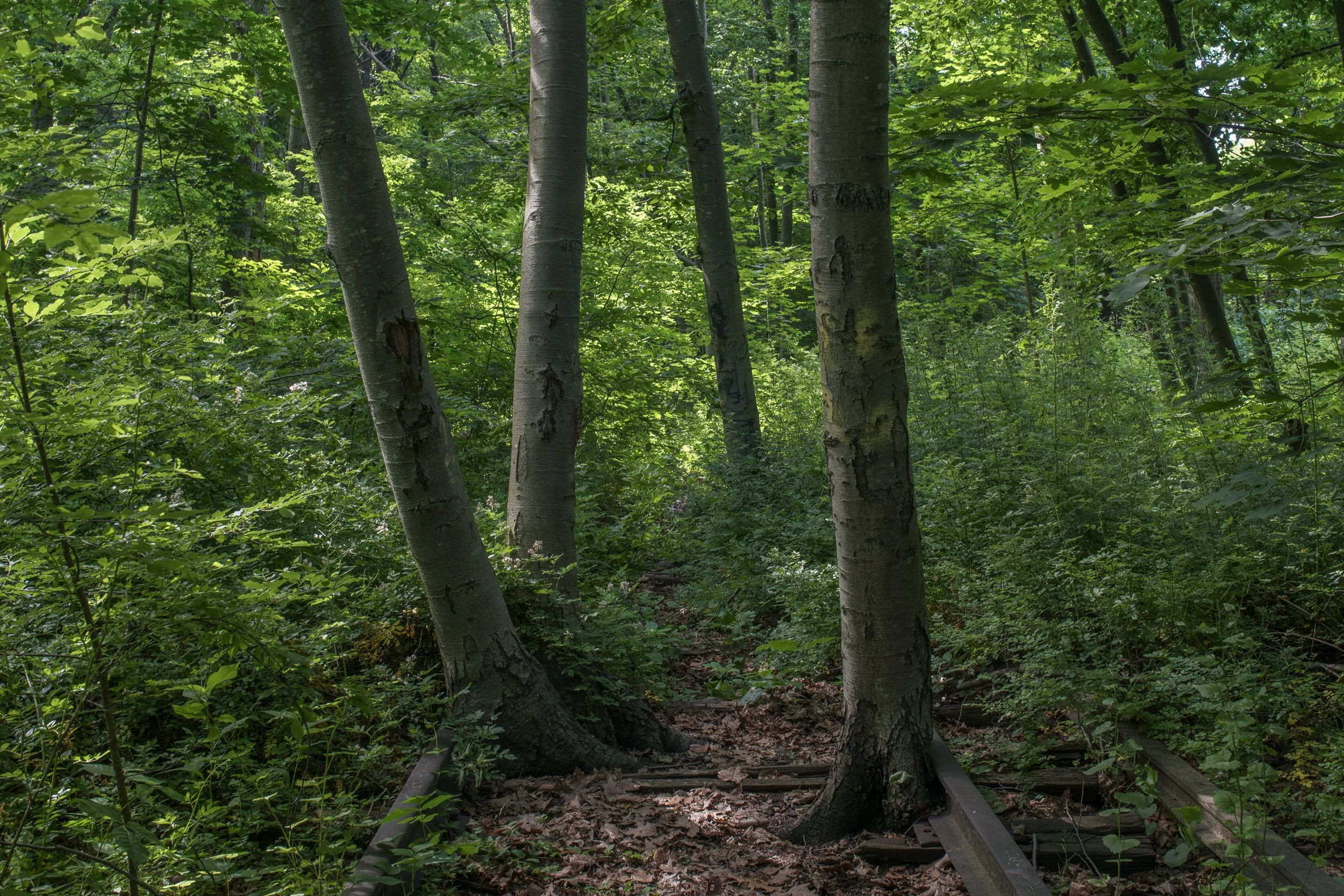 Forest Park, Queens along the tracks of the Rockaway Beach Branch of the Long Island Railroad, abandoned since 1962.