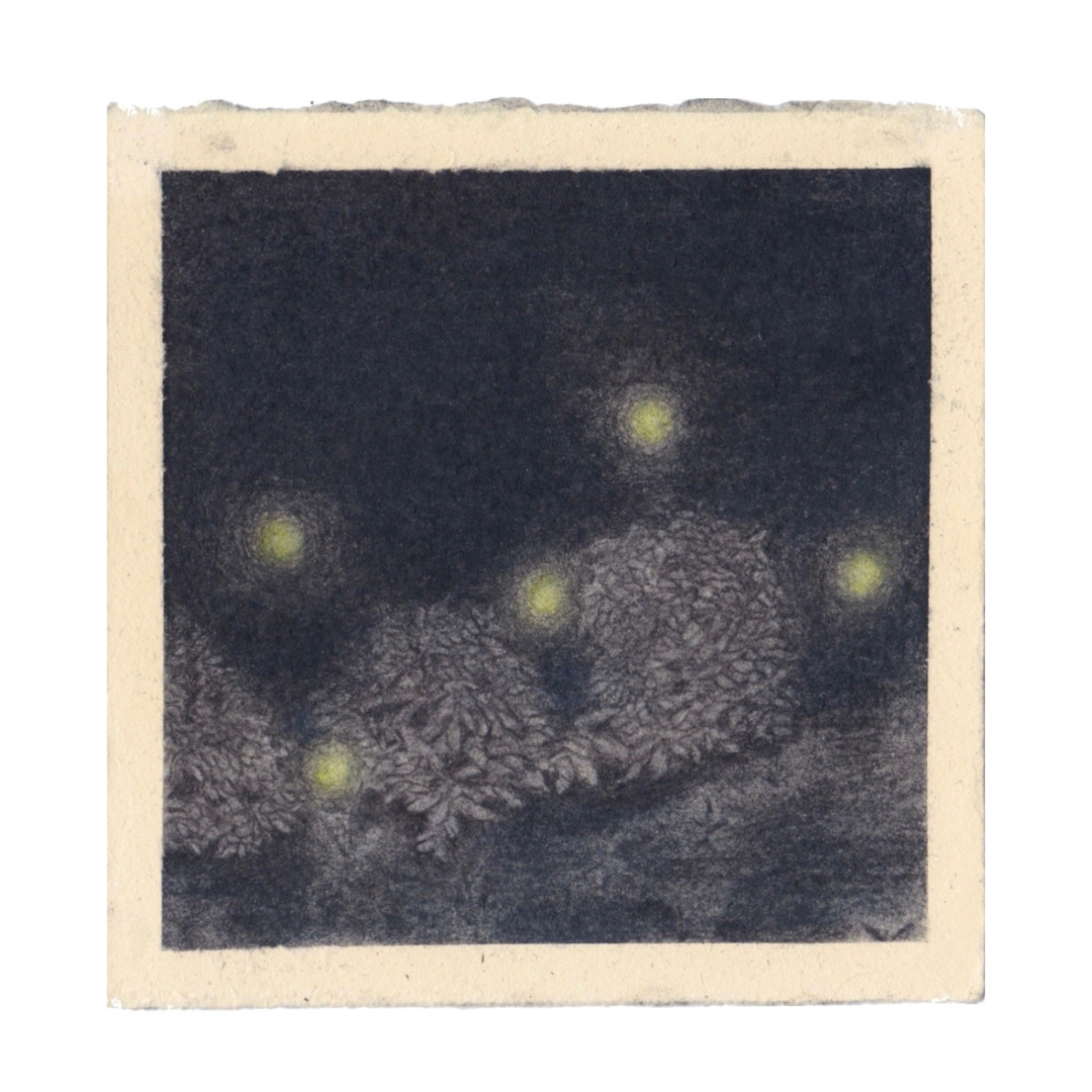 untitled • charcoal and pastel on paper