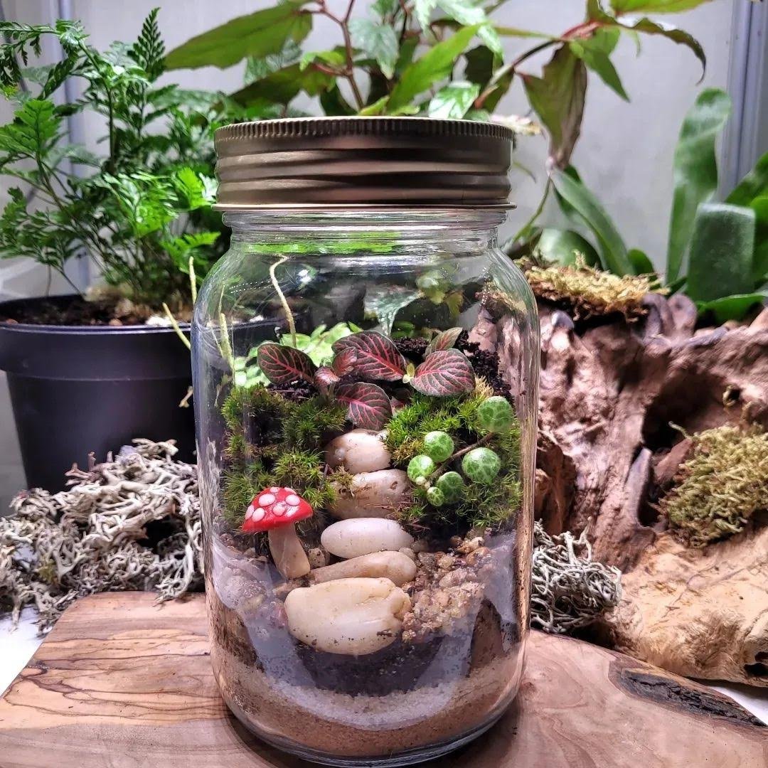 terrarium.jpeg