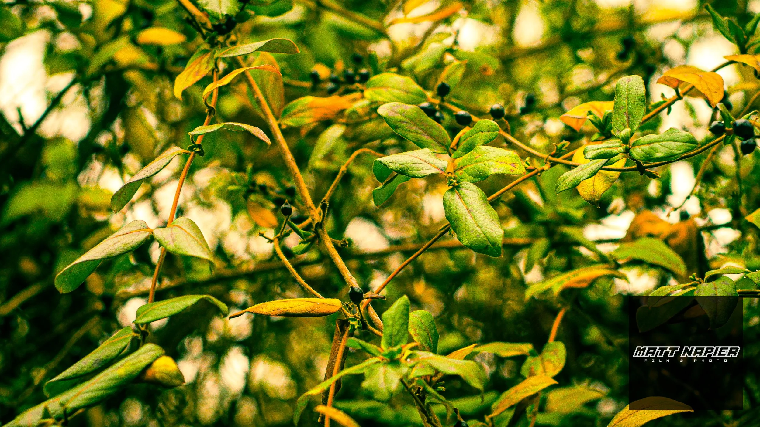 Berry Tree.jpg