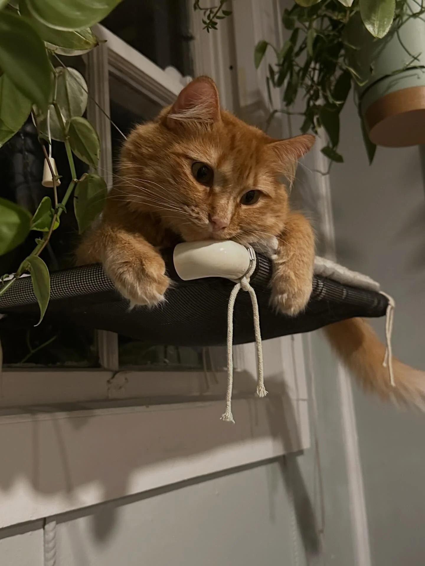 Appreciation post/Photo dump of my cat Chuck. He is so wonderfully weird, and I love him.