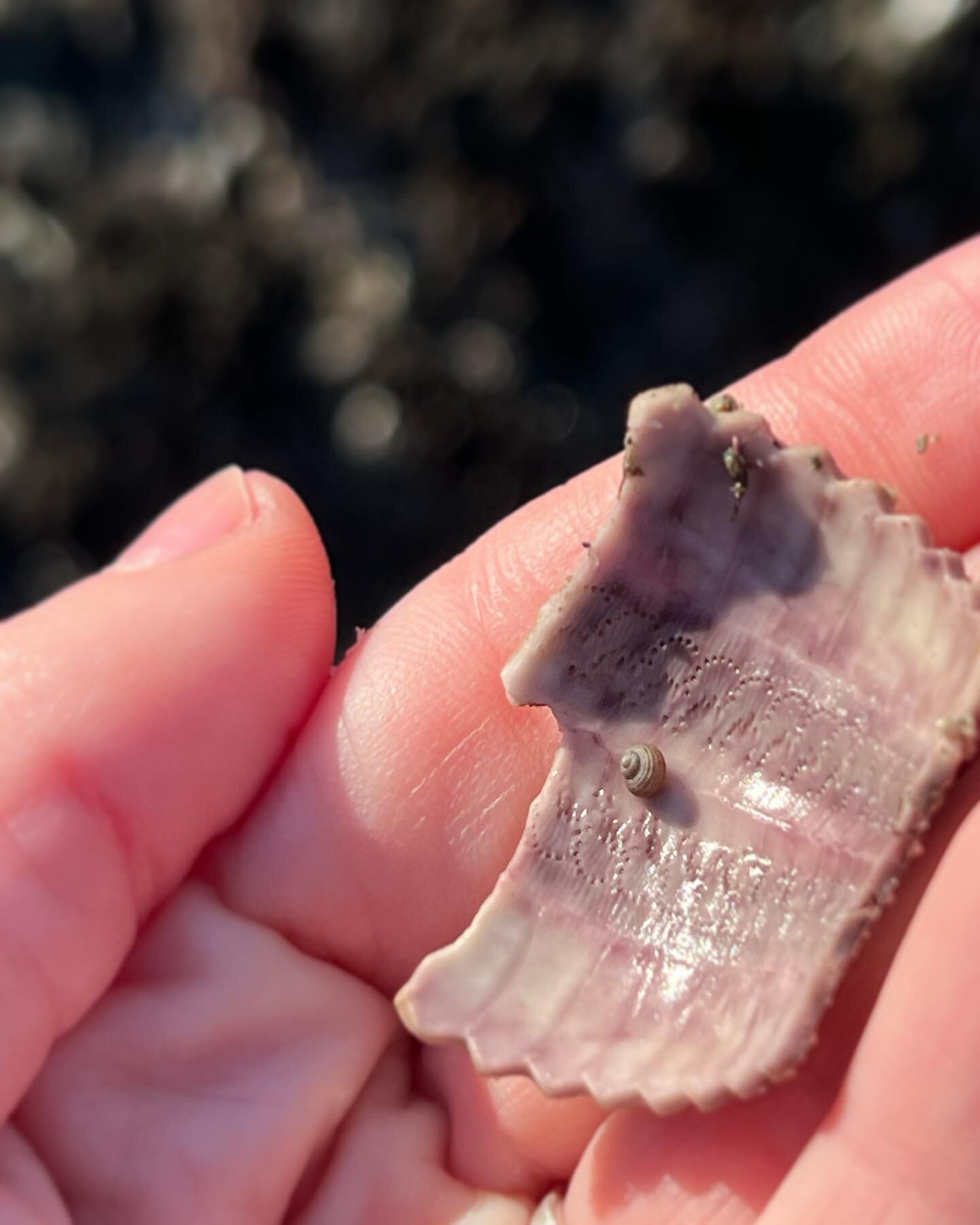 The tiniest find while tidepooling. 🥹

#lovefrompnw #tidepooling #tidepools #oregoncoast #oceanlife #beachfinds