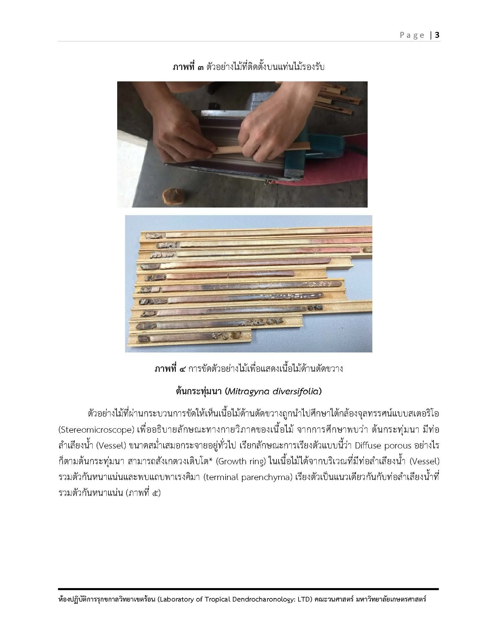 รายงาน ต้นกระทุ่มนา พิกุล รวงผึ้ง รับมา ณ ว_6.jpg