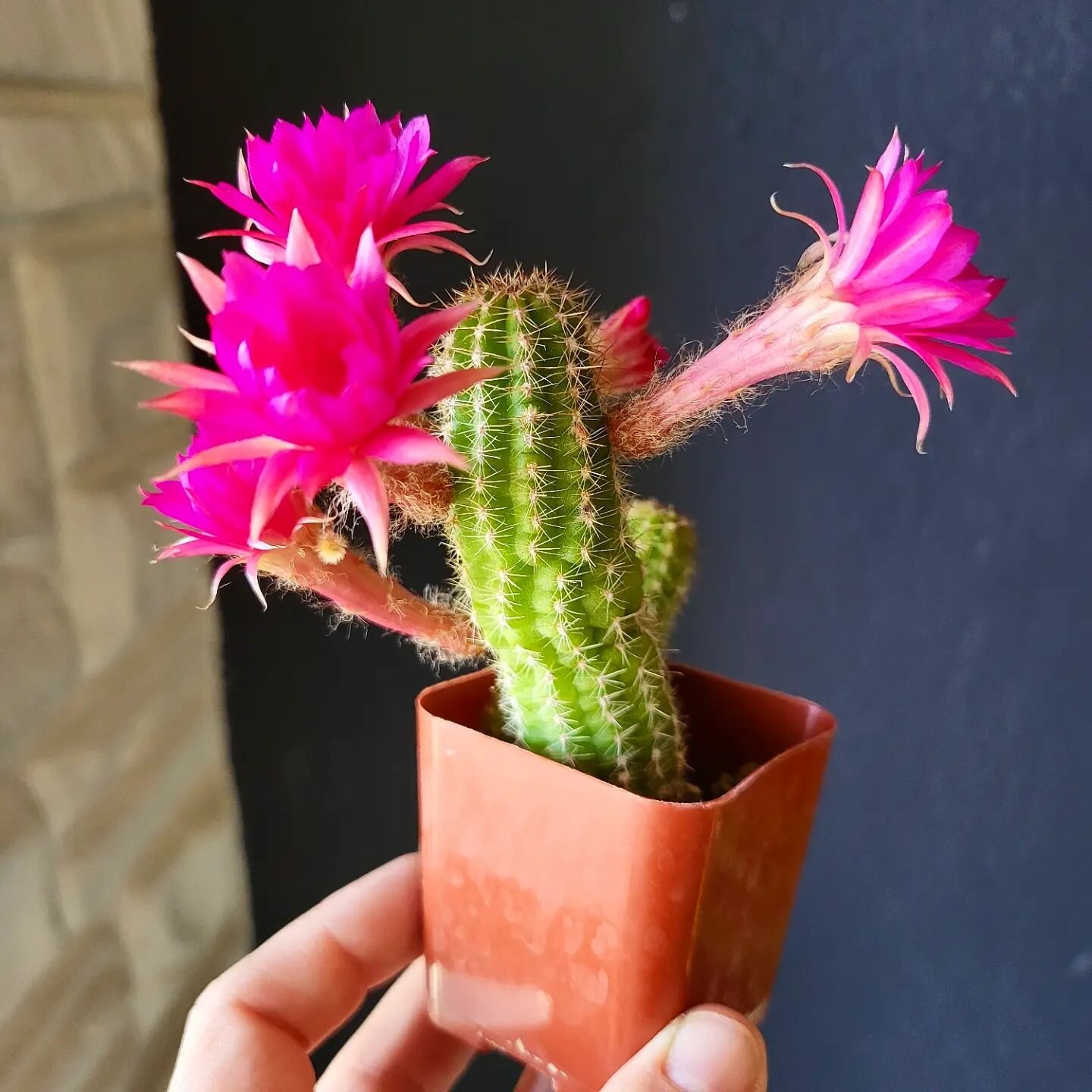 This baby cactus bloomed in our shop this week. 

It made me happy to see these bright pink flowers, so I wanted to share them with all of you 🥰

We will be at the @farmersmarketogden tomorrow from 8-1 and our shop will be open from 10-6.

Come see 