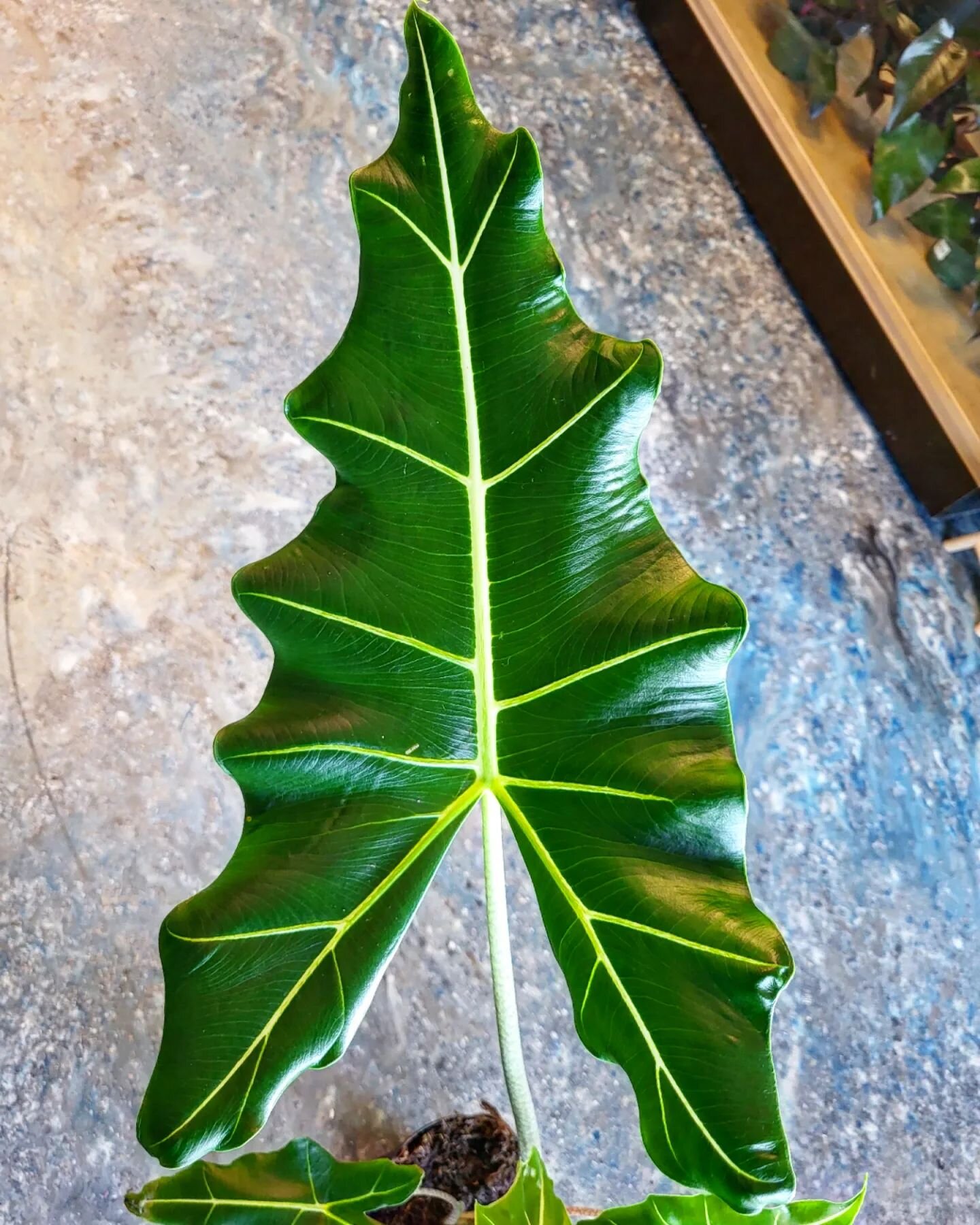 ✨️ALOCASIA SARIAN✨️

📍originates from the rainforests of South Asia
🌡 prefers to stay warm (low 70s)/ humid climates
💦 constantly moist (not soggy) soil needed
🌞 bright but indirect light
🌿 fertilize every 2 weeks in Spring/Summer (growing seaso