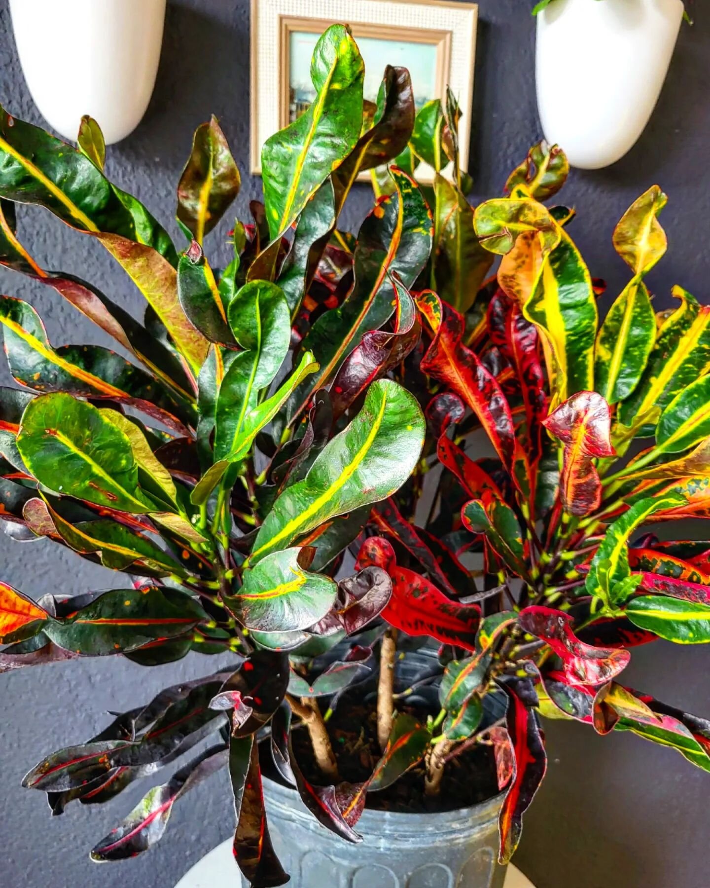 ✨️ CODIAEUM VARIEGATUM (Garden Croton) ✨️

📍Native to Indonesia
🌡 Lives in temperatures of 65-95&deg;
💦 Do not let the soil dry out! Check soil with moisture meter, and keep soil moist. Goes from croton to crouton real quickly! Can be top or botto