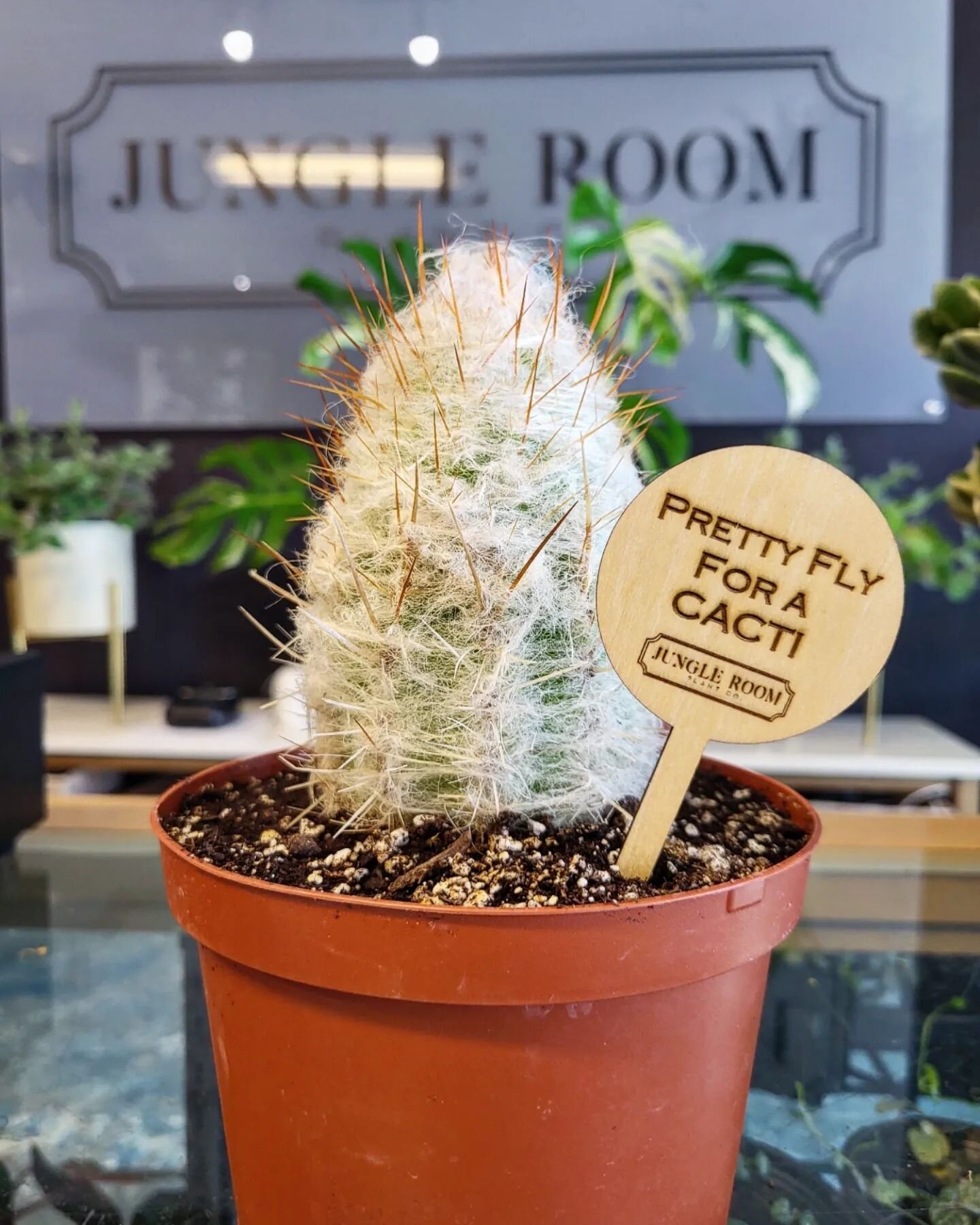 ✨️CEPHAOCEREUS SENILIS (Old Man of The Andes Cactus, Bearded Cactus, Mummy Cactus)✨️

📍Native to Mexico
🌡 Lives in temperatures of 50-90&deg;
💦 Depending on lighting/temperature, this cactus needs to be watered about every two weeks. Let the top f