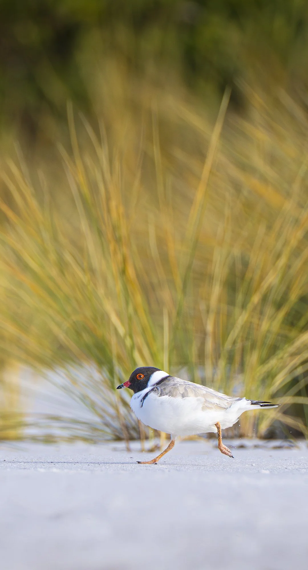 WPA – 060 – Vulnerable, Rare and Endangered!