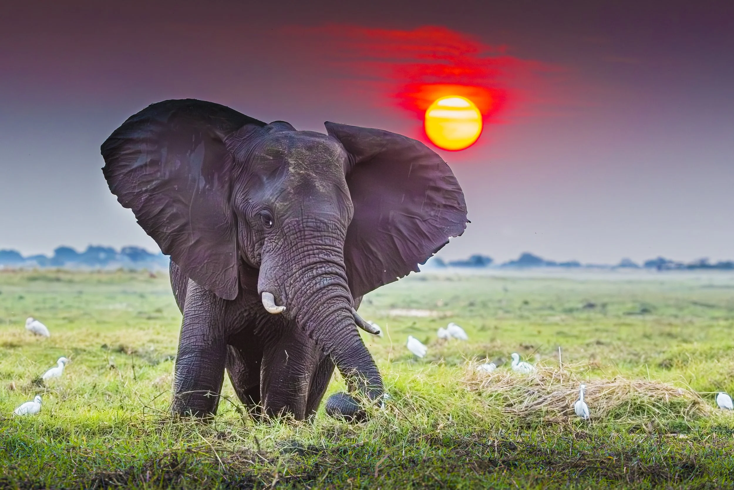 AFR 00938-Enhanced-NR.jpg