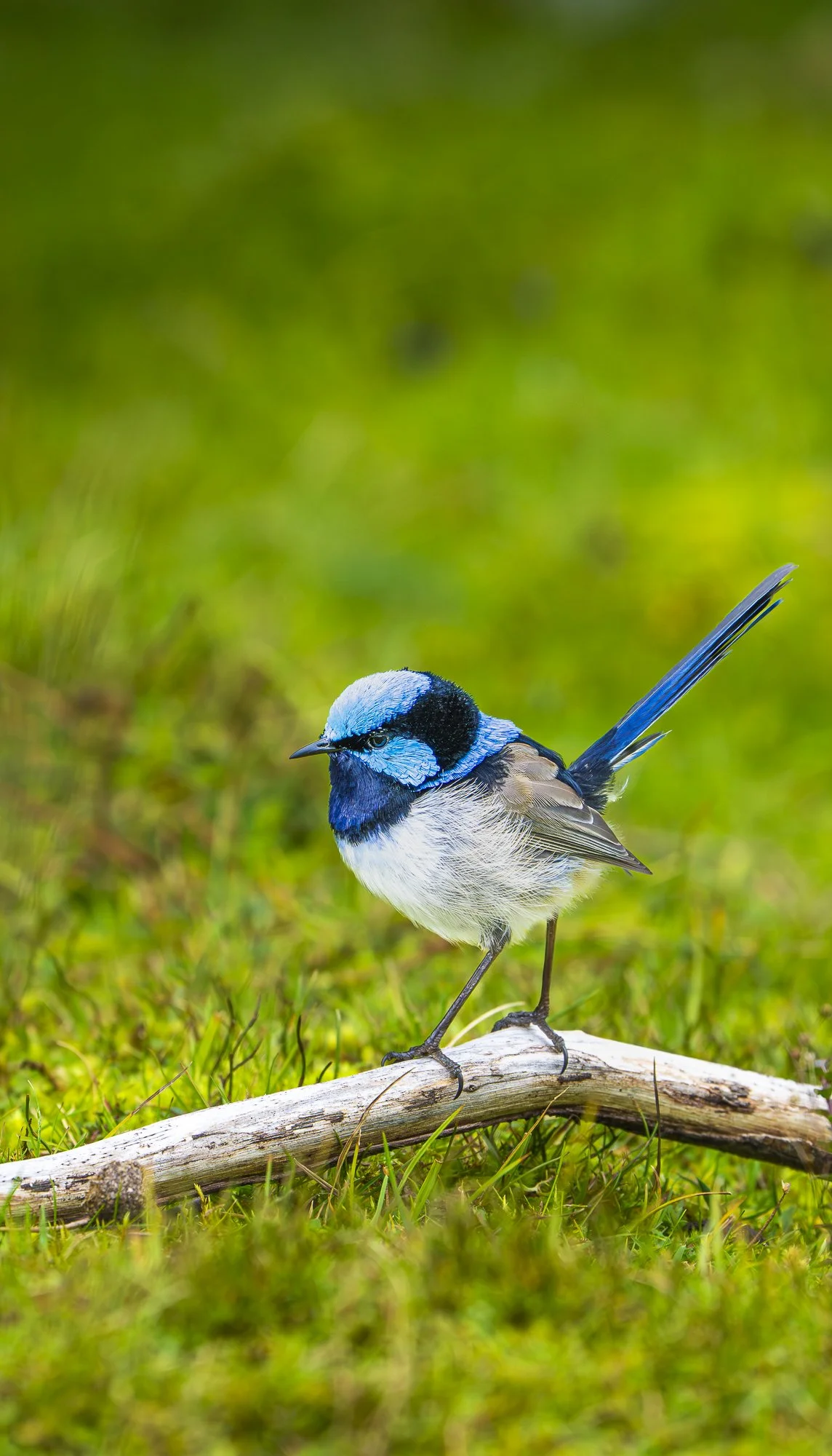 WPA – 055 – Too Cute and So Small