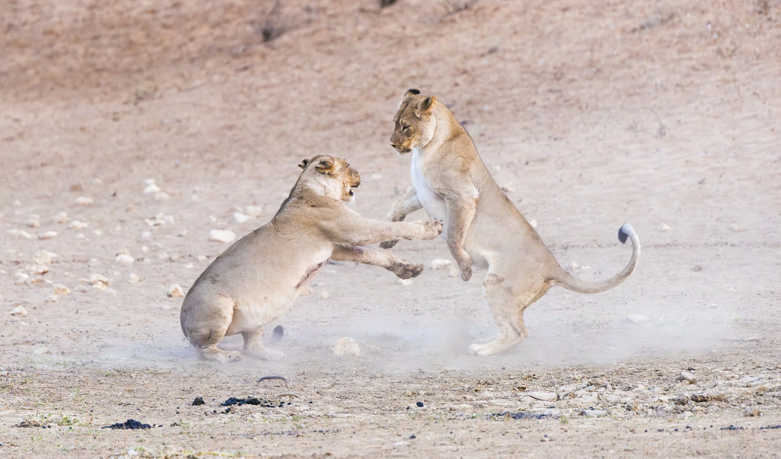 AFR 04173-Enhanced-NR.jpg