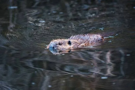beavers.jpg