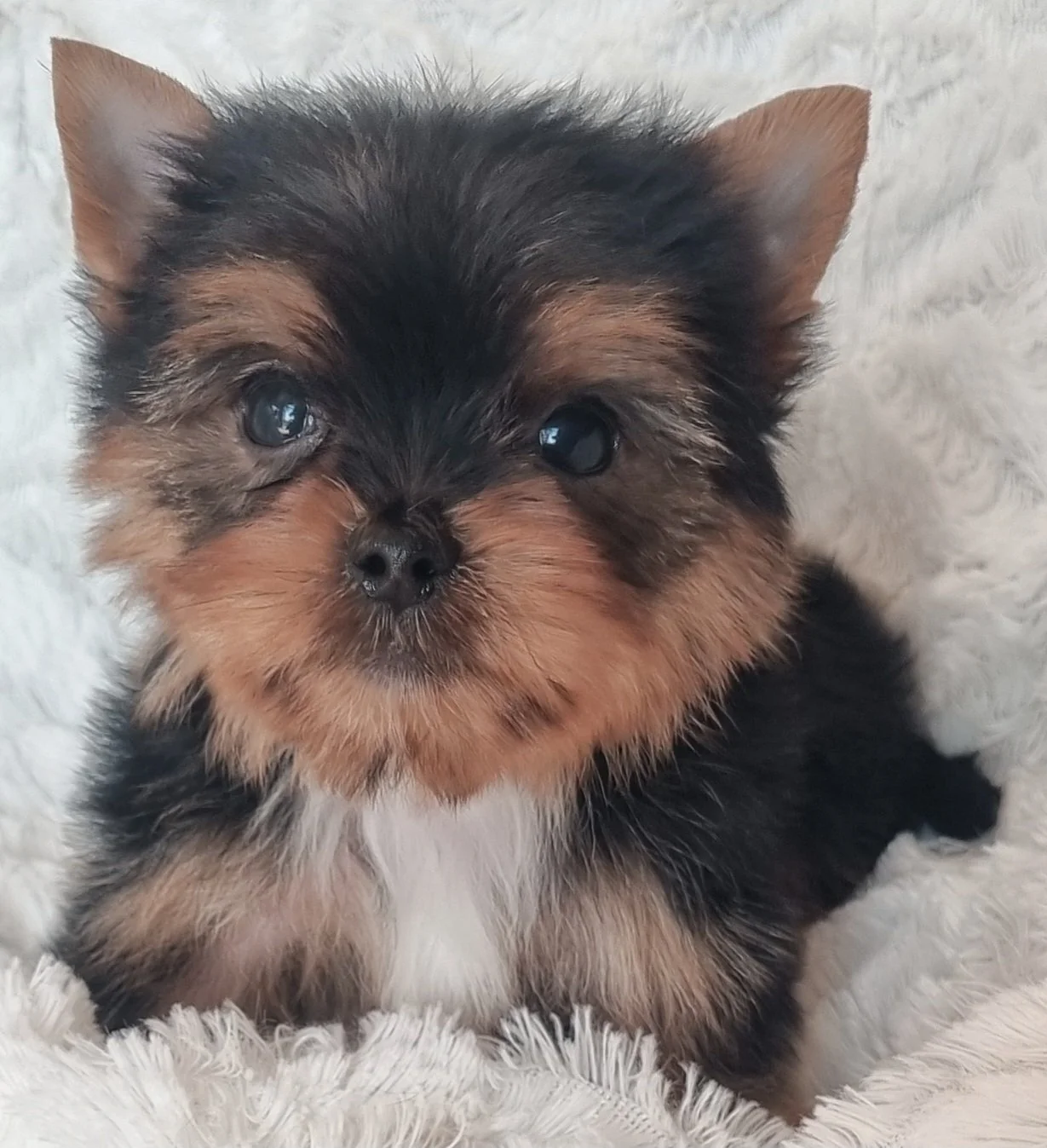 GALATEA is a pocket size female puppy. Available for R 7500.