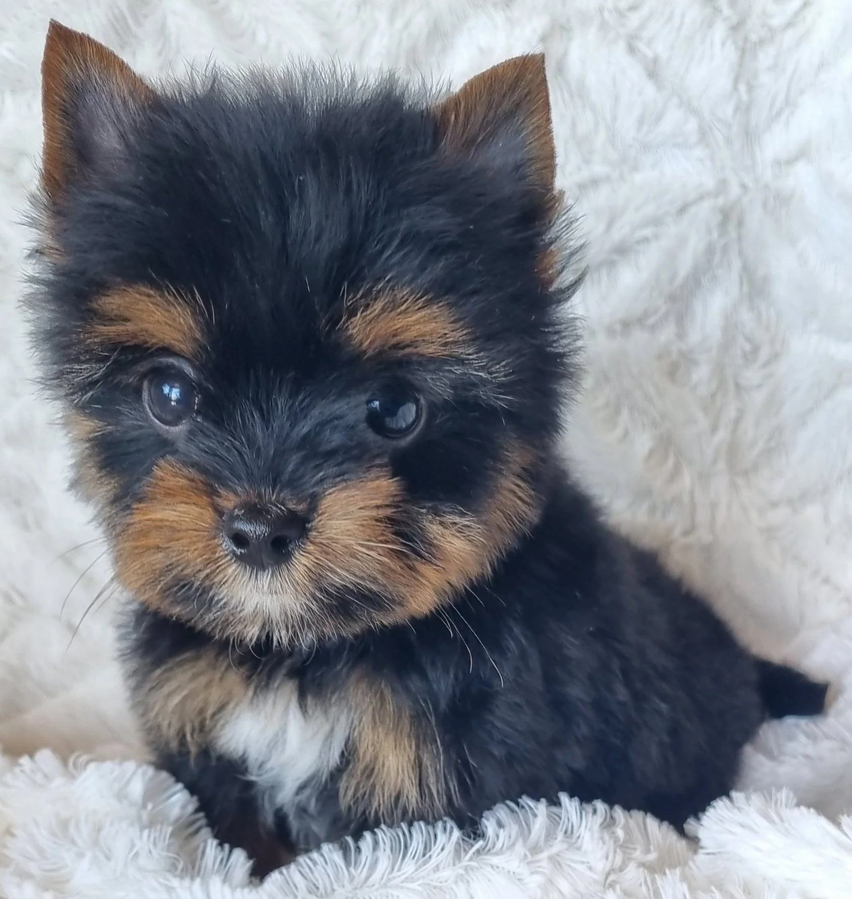 CASSIE is a pocket size male puppy. Available for R 5500.