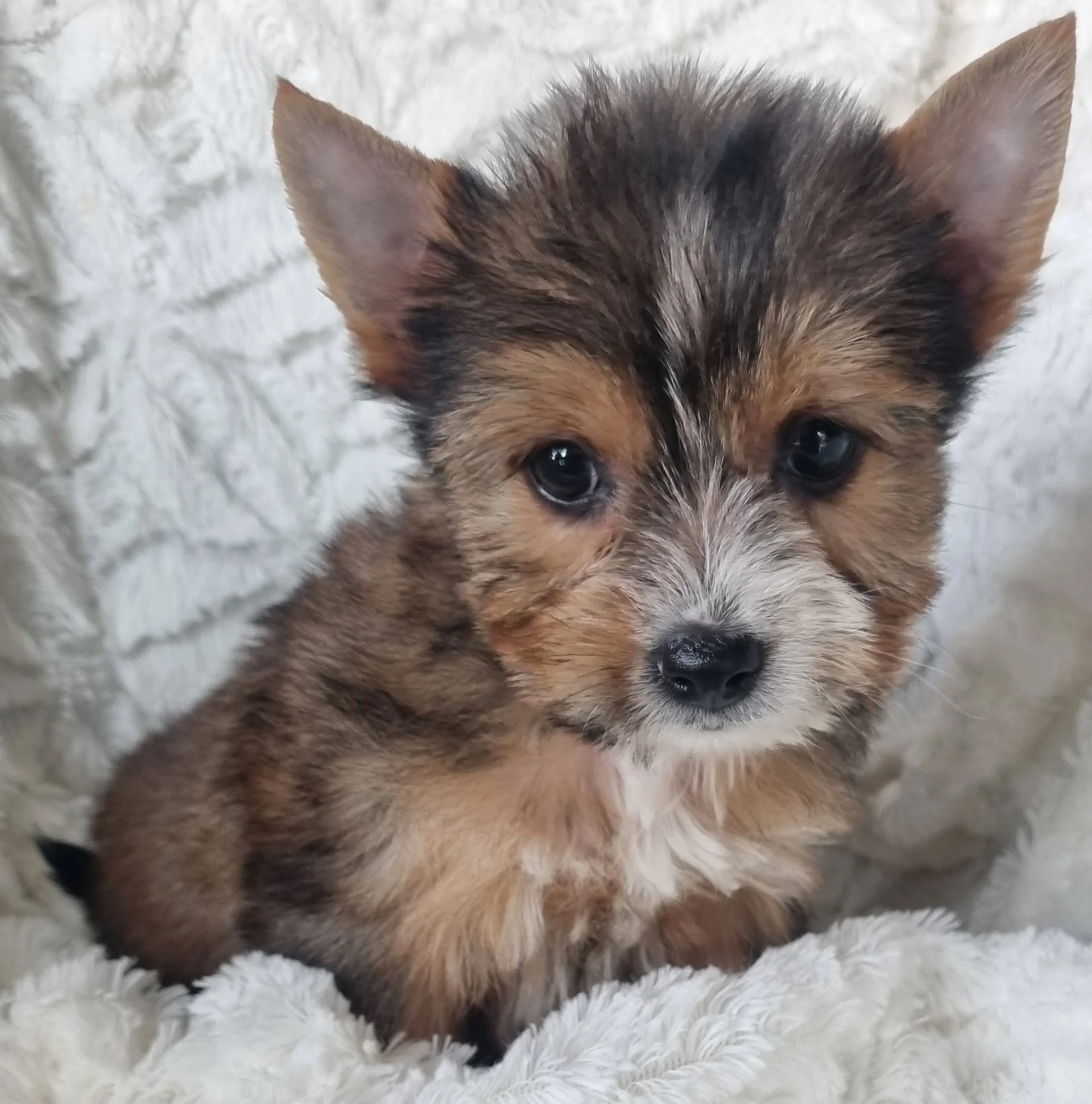 SAMIYA is a standard size Sable Yorkie female puppy. Available for R 5500