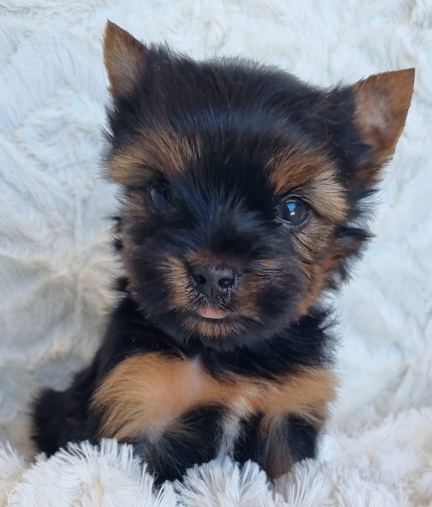 PAOLA is a pocket size female puppy. Available for R 6500.