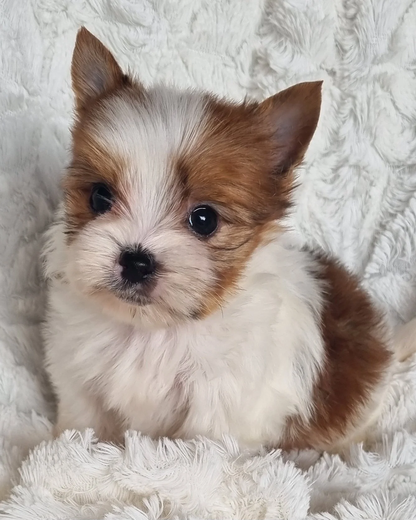 ZOLO is a smallpocket size White Ocean Pearl Exotic Yorkie male puppy. Available for R 6000