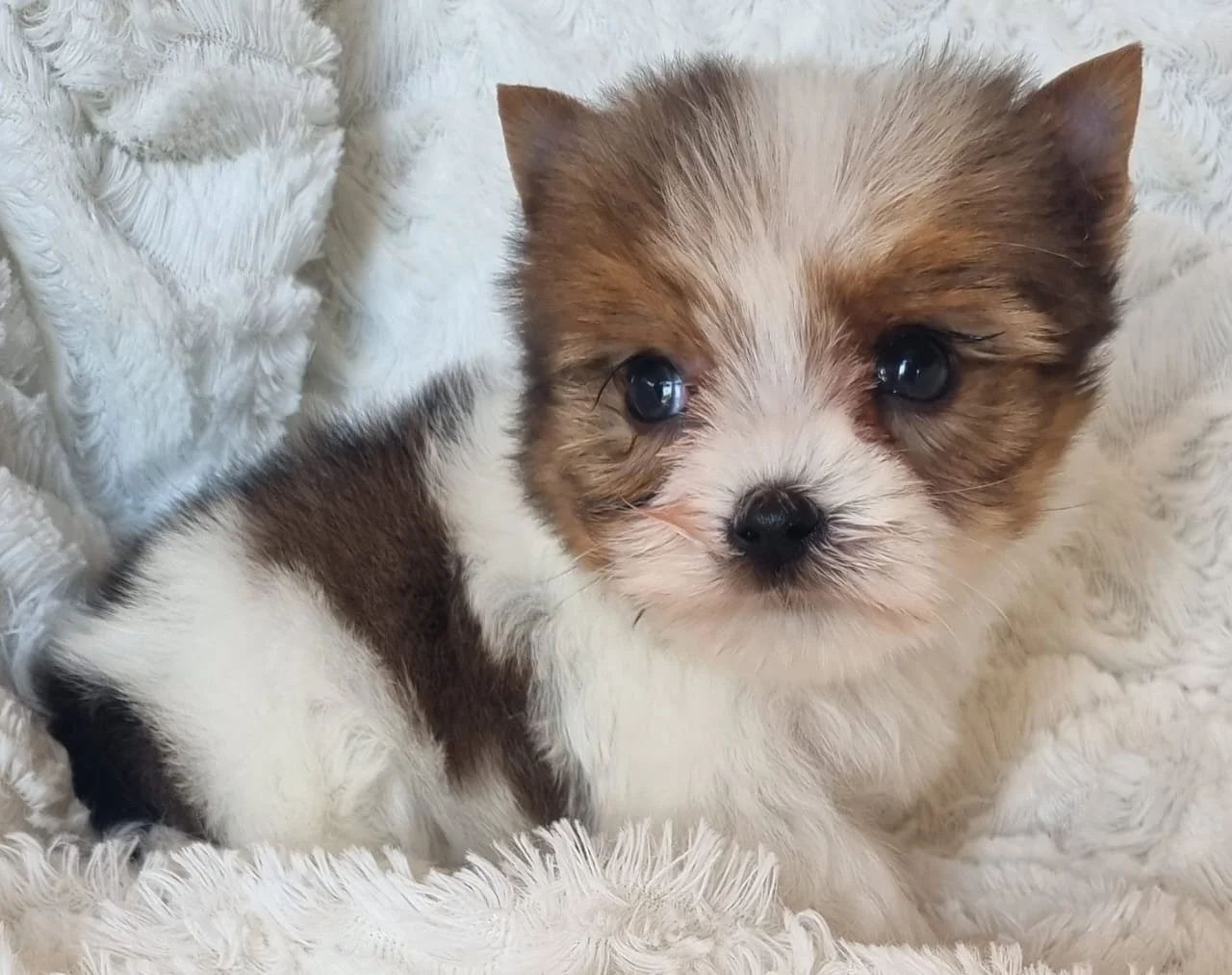 DARIANA is a white ocean pearl small pocket size female puppy. Available for R7 500.