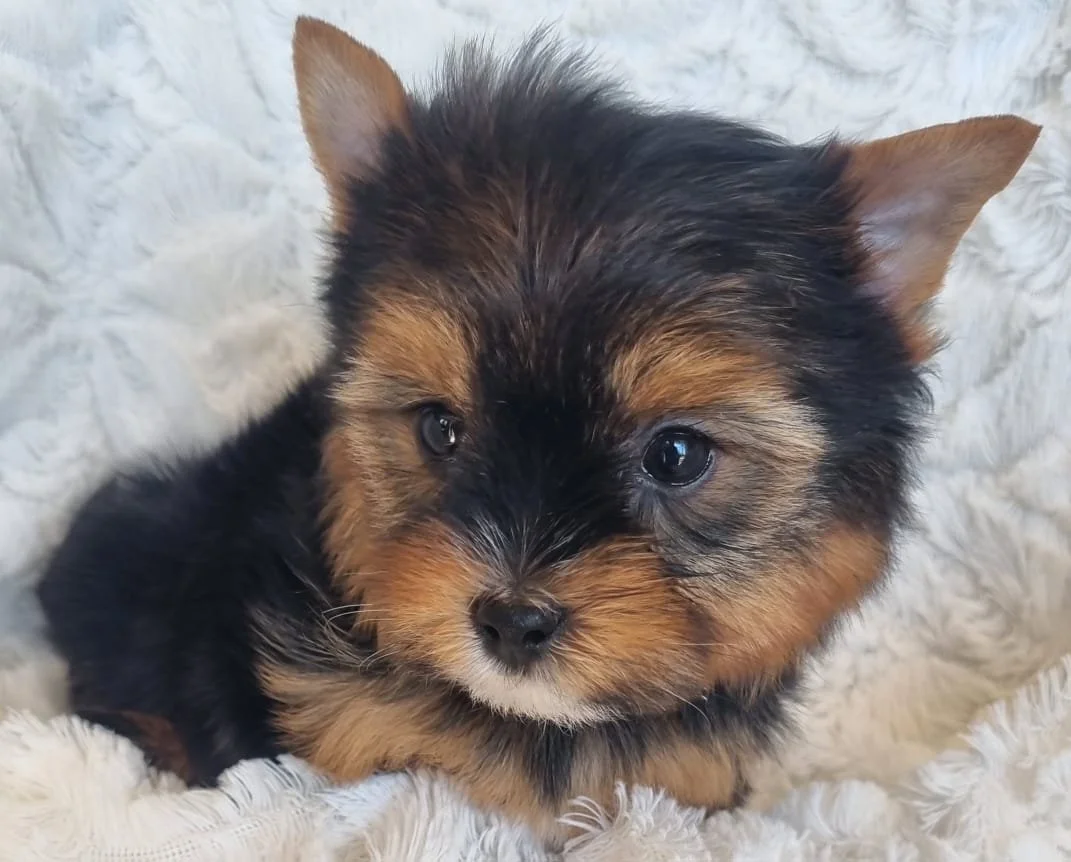 TALLIA is a Miniature Female puppy available for R7000