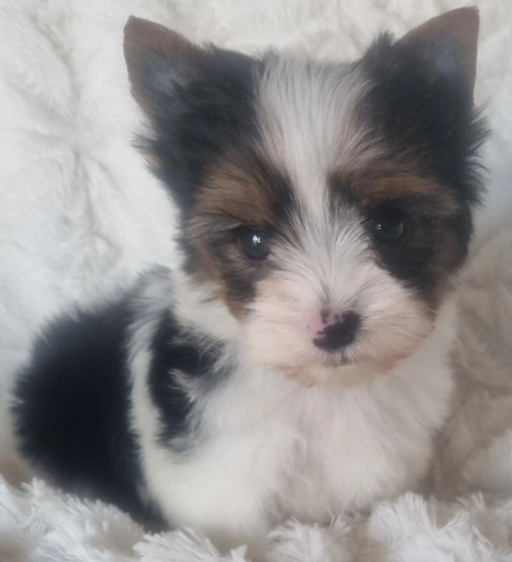 LYANN is a pocket size Biewer Yorkie female puppy. Available for R 7000