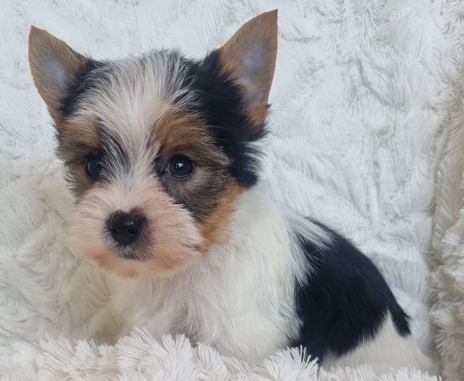 ZAYDA is a pocket size Biewer Yorkie female puppy. Available for R 7500. BOOK NOW !!