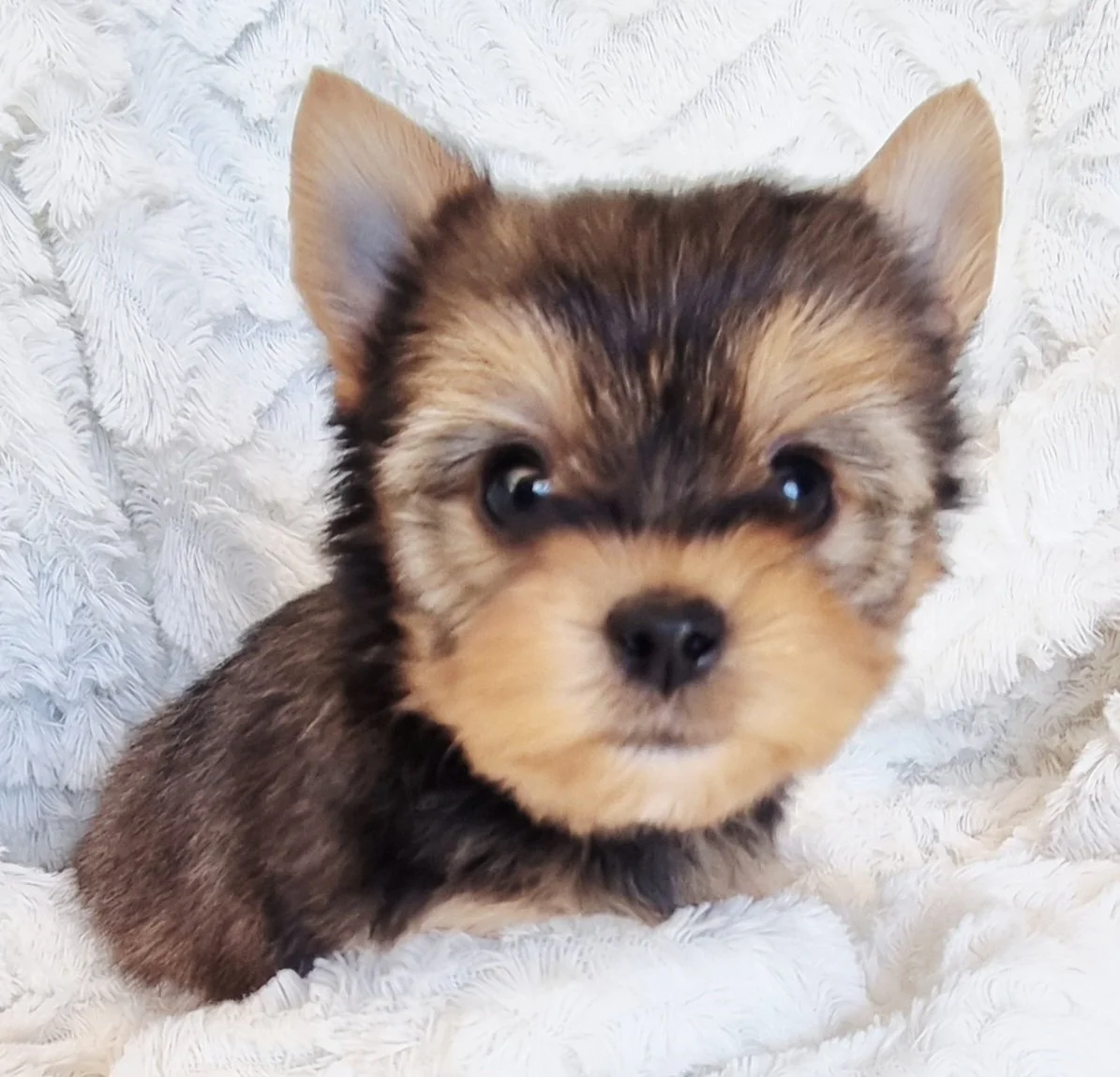 SALOME is a  pocket size Sable female puppy. Available for R 7000