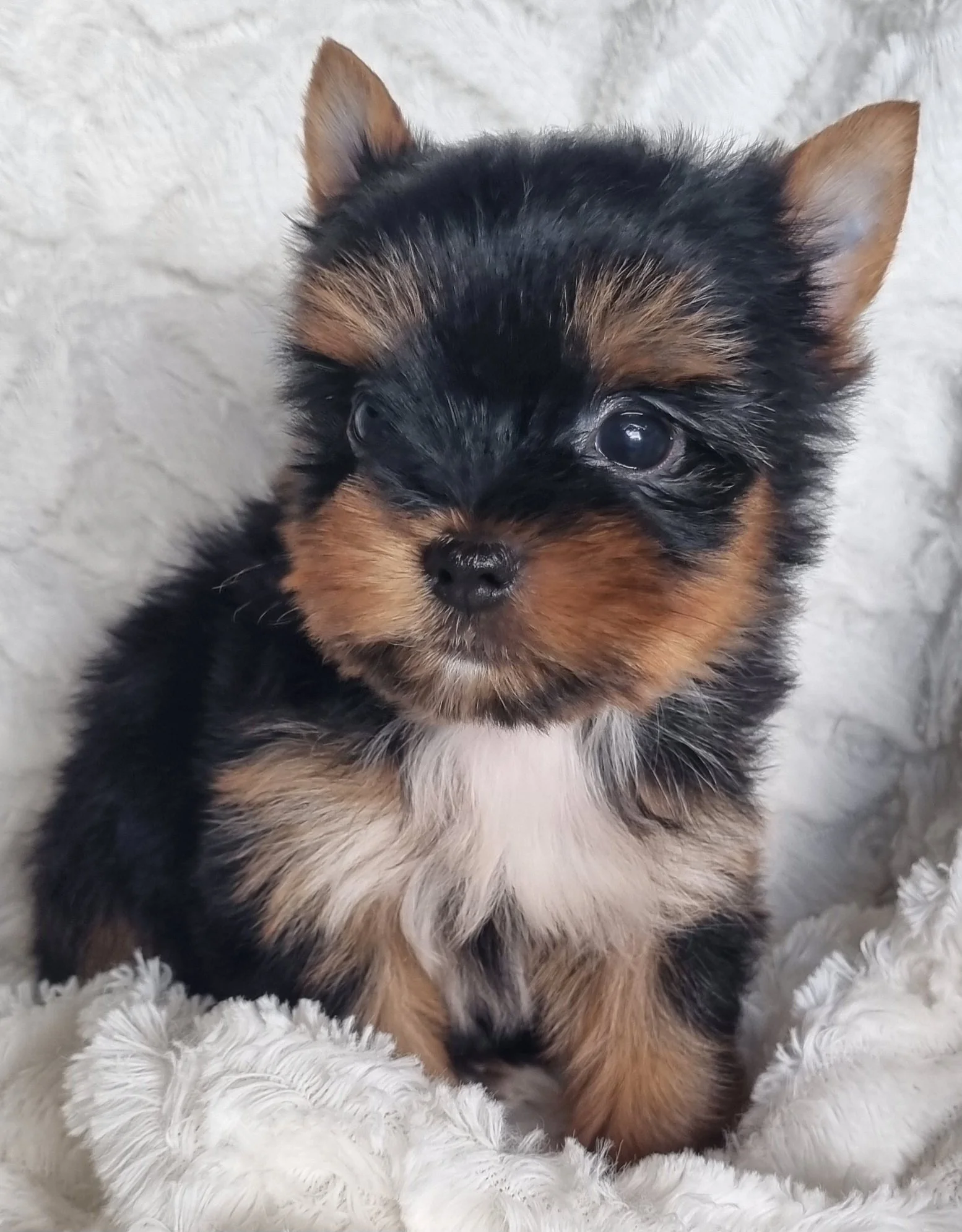 PARISA is a pocket size female puppy. Available for R 7500