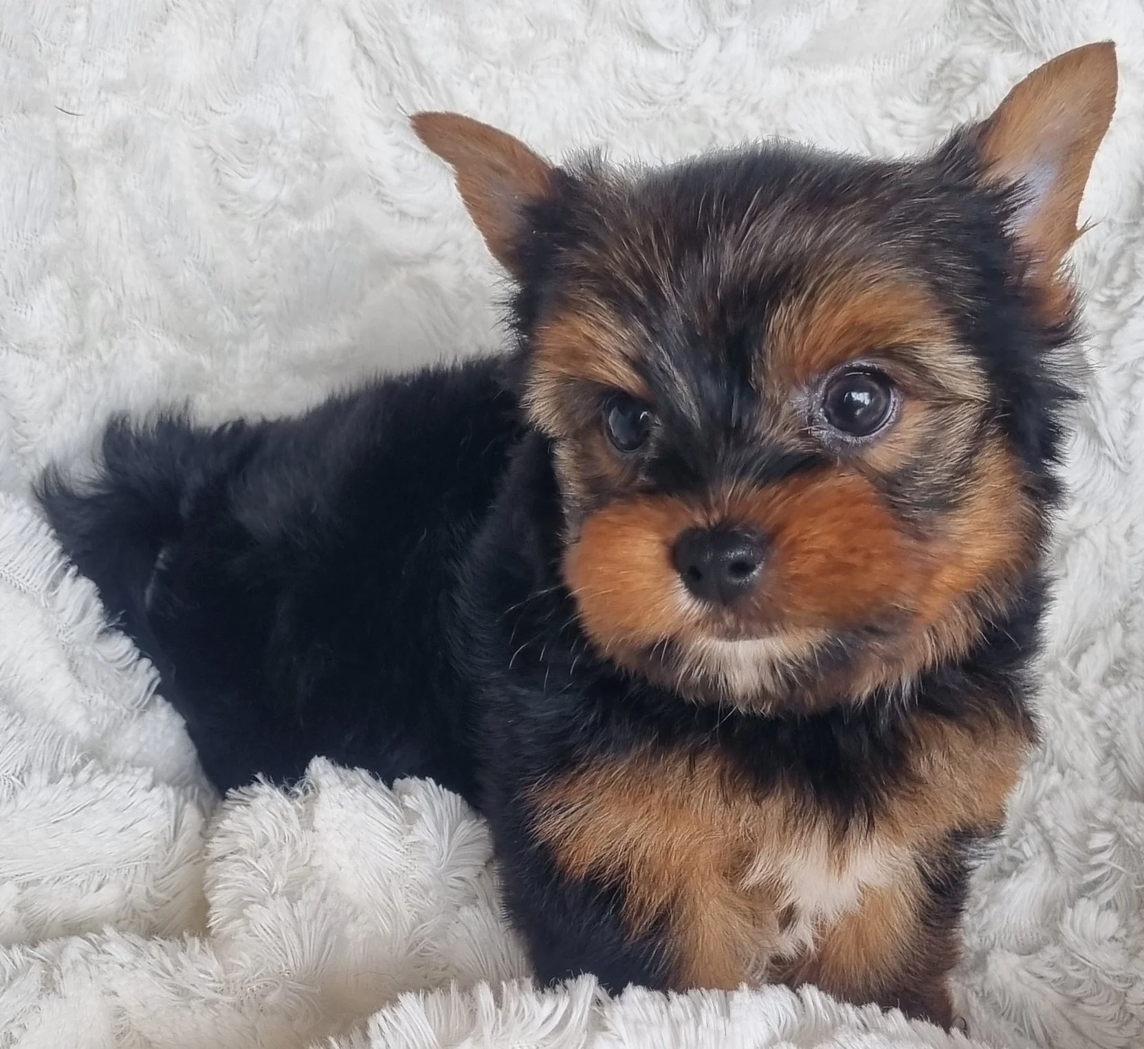 SCHUYLER  is a miniature size male puppy. Available for R 4500   BOOK NOW !