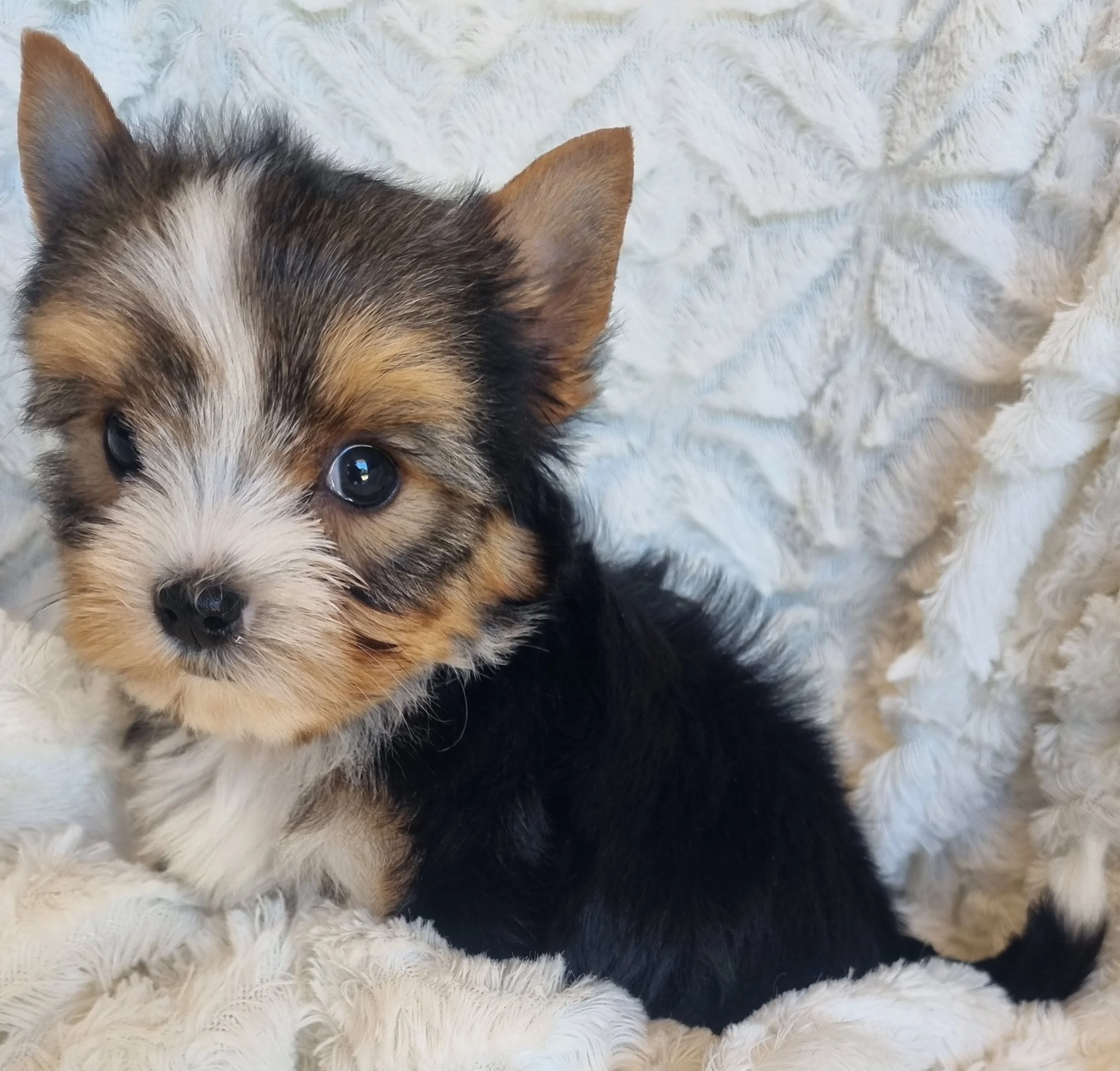 SIMONA is a miniature size female puppy. Available for R 6500.