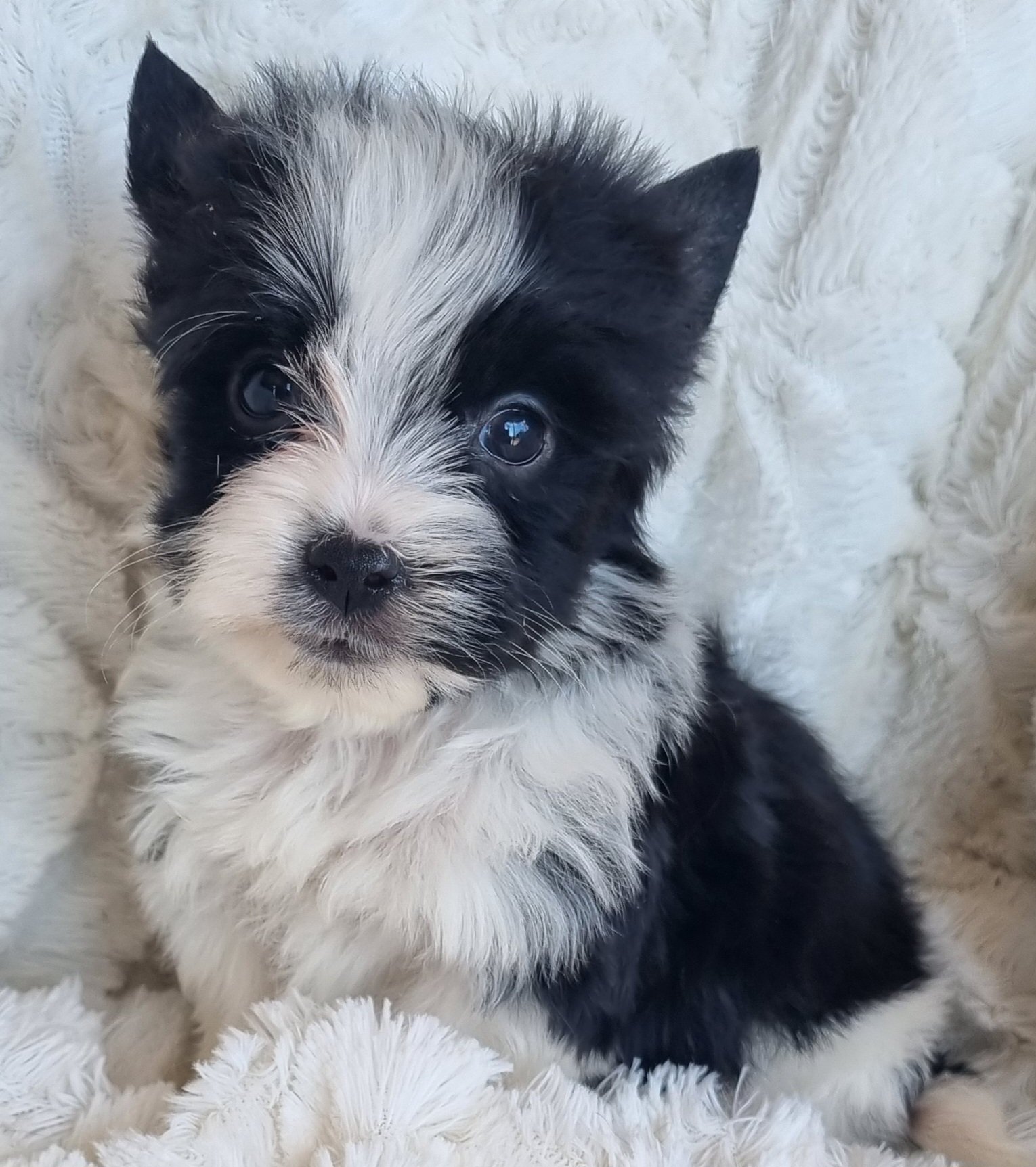 BLAYZ s a pocket size Biewer Yorkie male Puppy. Available for R 5000. BOOK NOW !