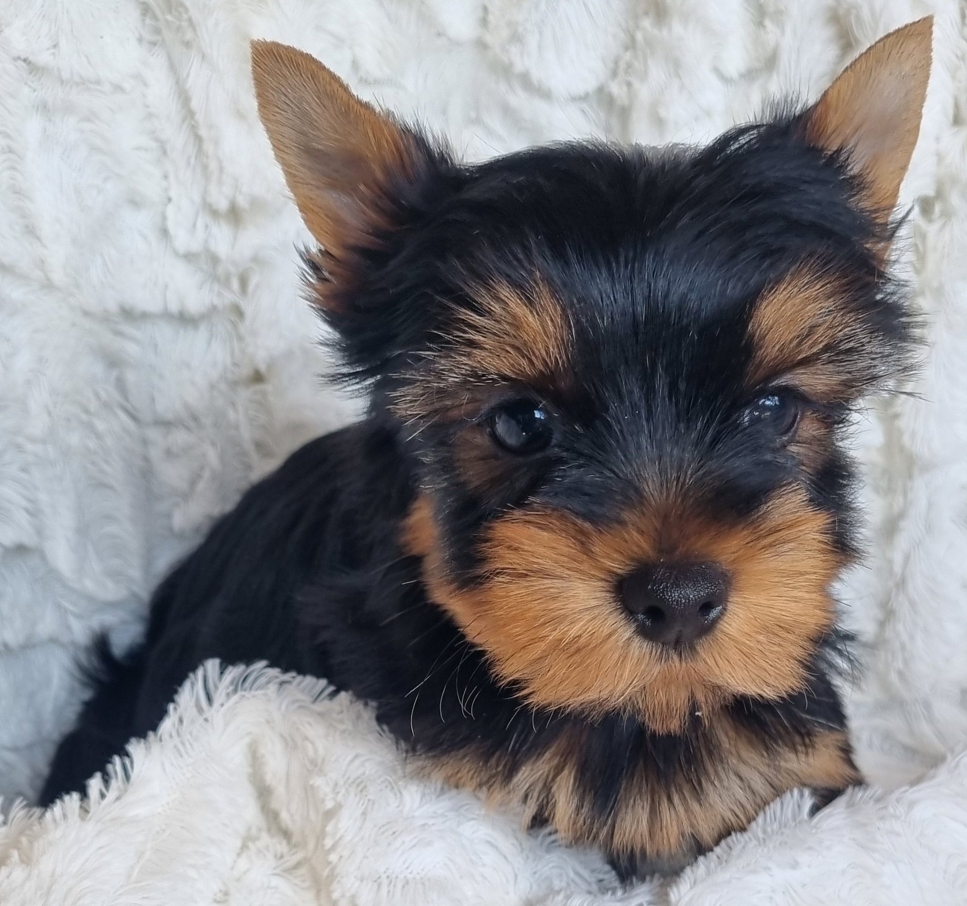 NERO is a standard size male puppy. Available for the special price of R 2500 !!!!!