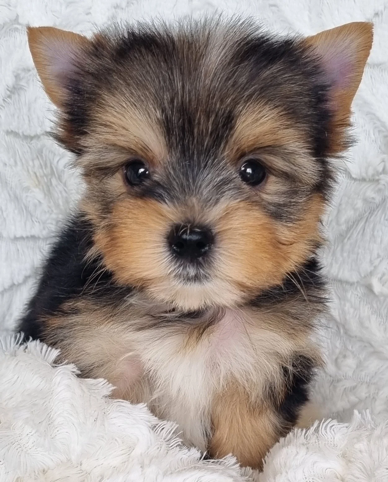 STASIA is a pocket size female puppy. Available for R 7000.