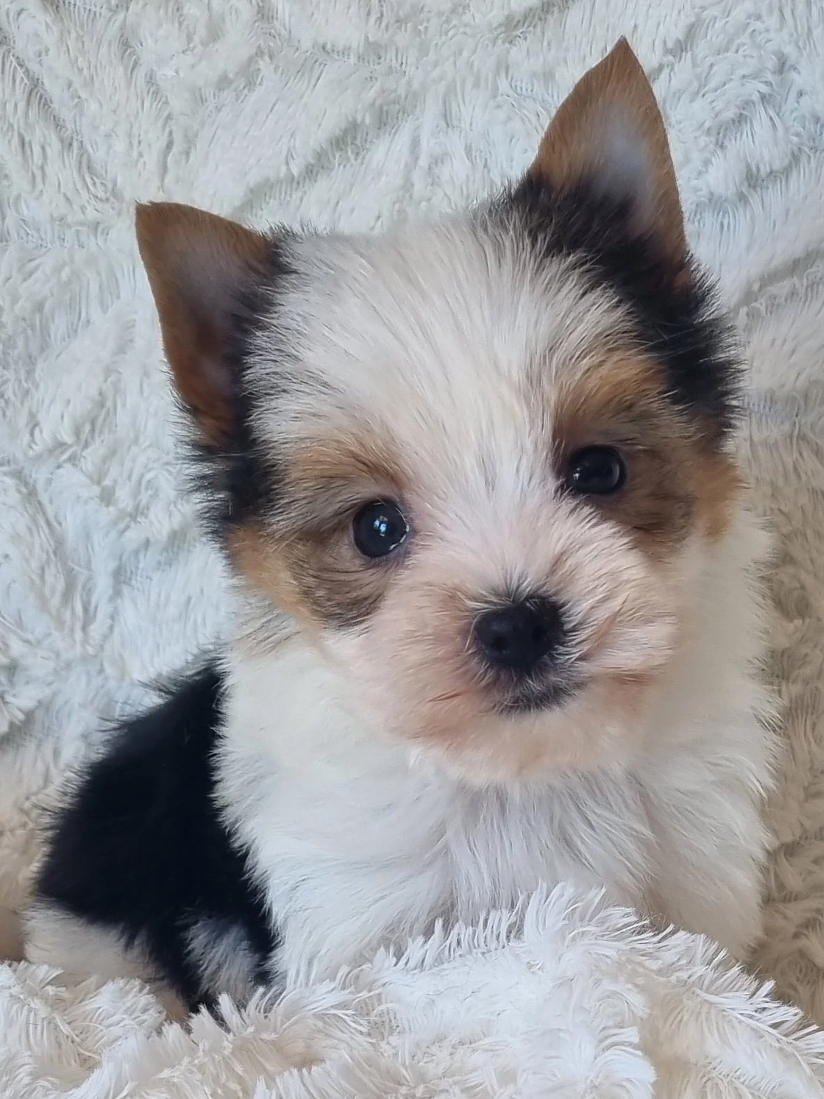 ZENIE is a pocket size Biewer Yorkie female puppy. Available for R 7500.