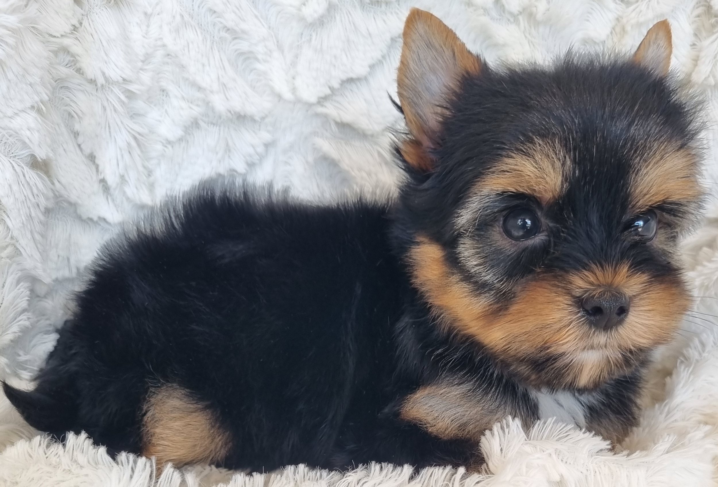 MELIA is a miniature size female puppy. Available for R 6500.