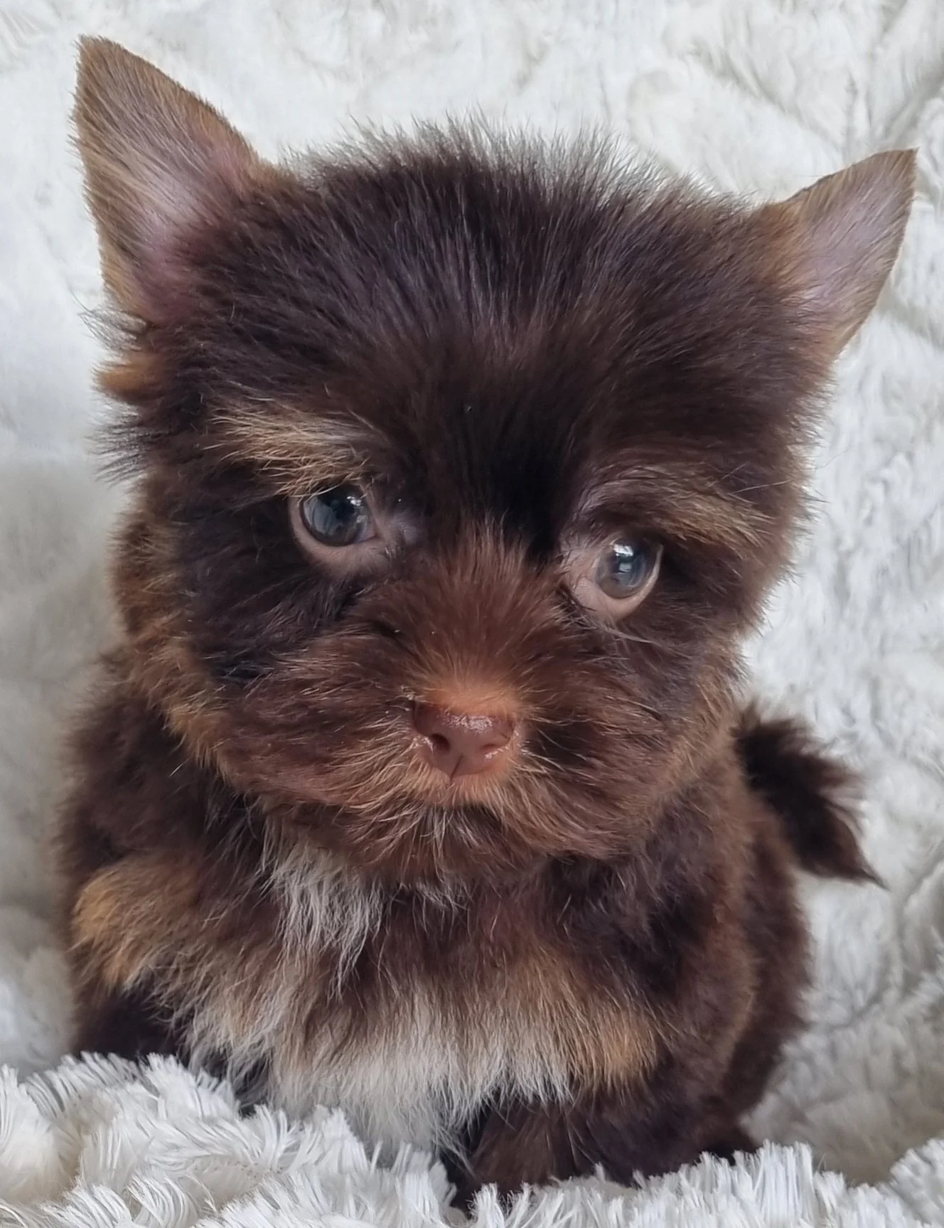 TRUDY is a miniature size chocolate female puppy. Available for R 6500.