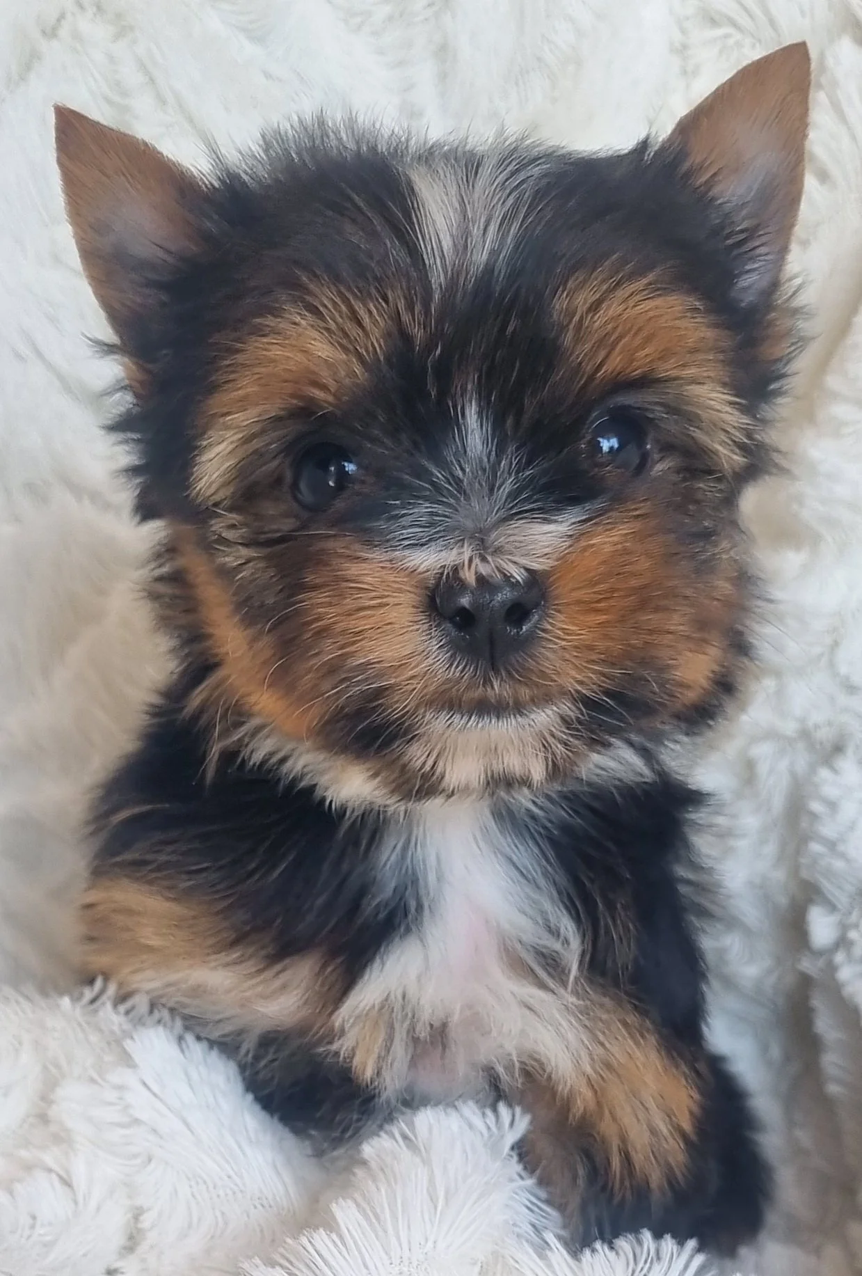 FEBE is a pocket size female puppy. Available for R 7500. BOOK NOW !! RESERVED