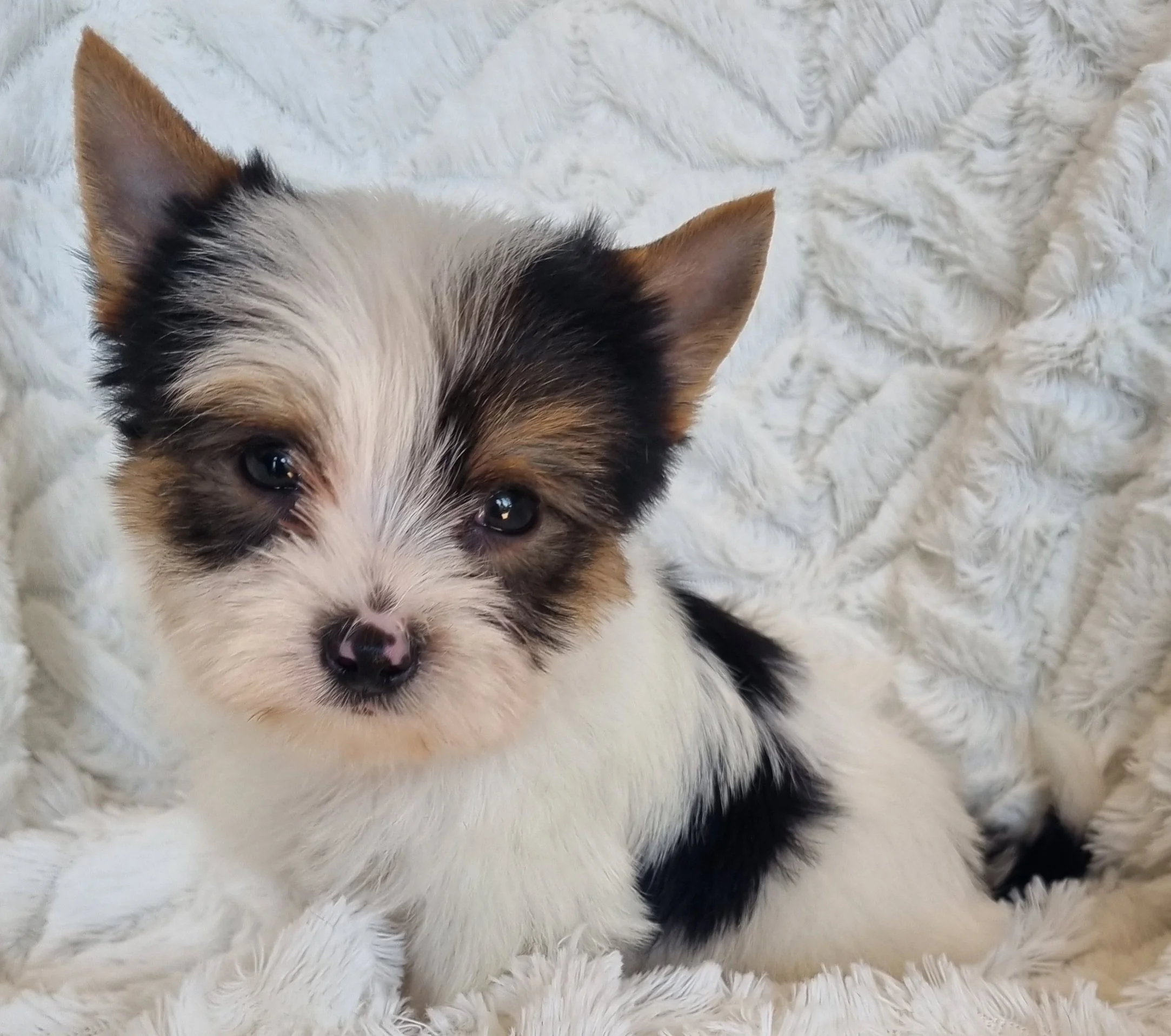 PACHECO is pocket size Biewer Yorkie male puppy. Available for R 5000