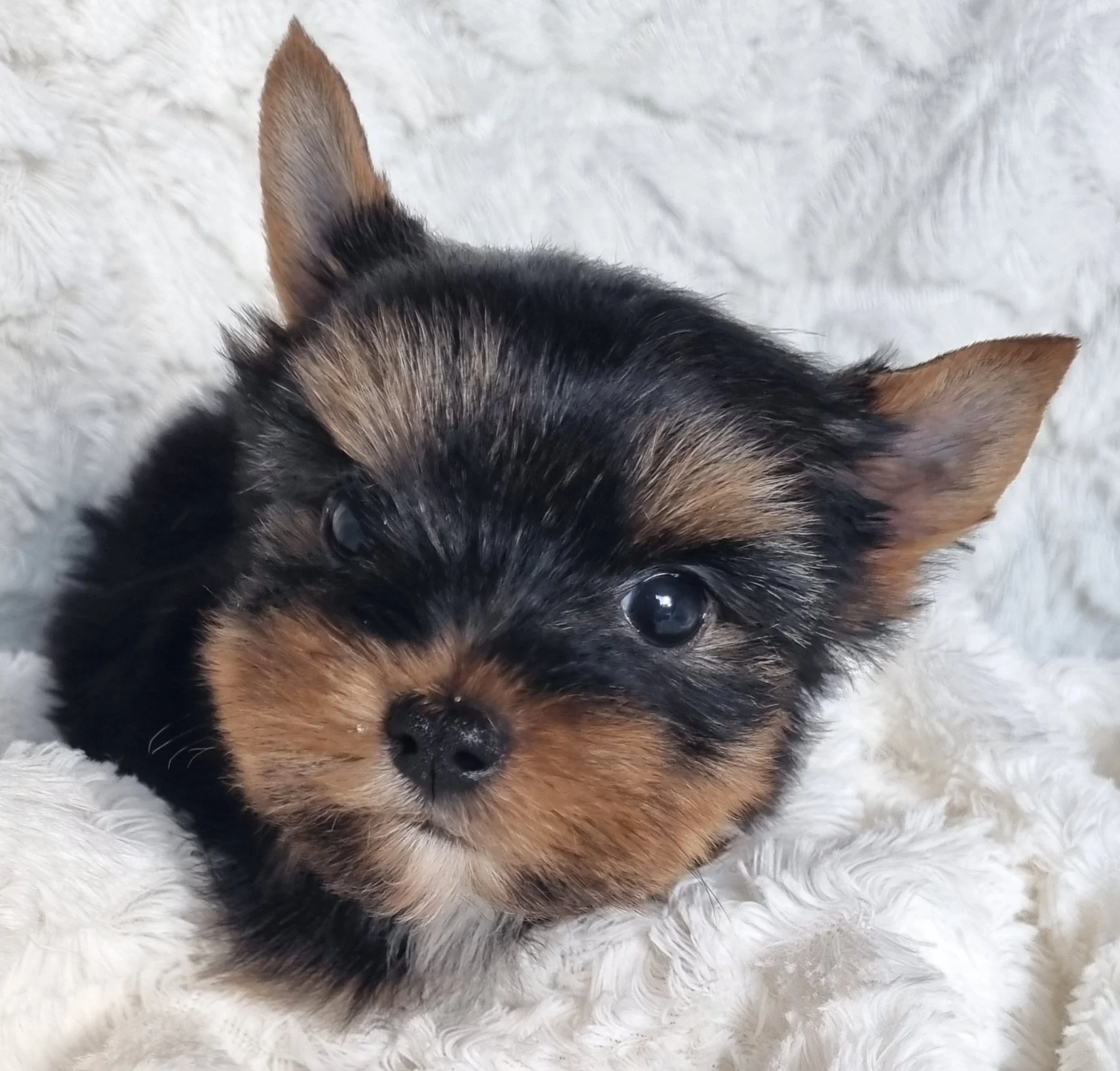 PADIDA is a standard size female puppy. Available for R 5500