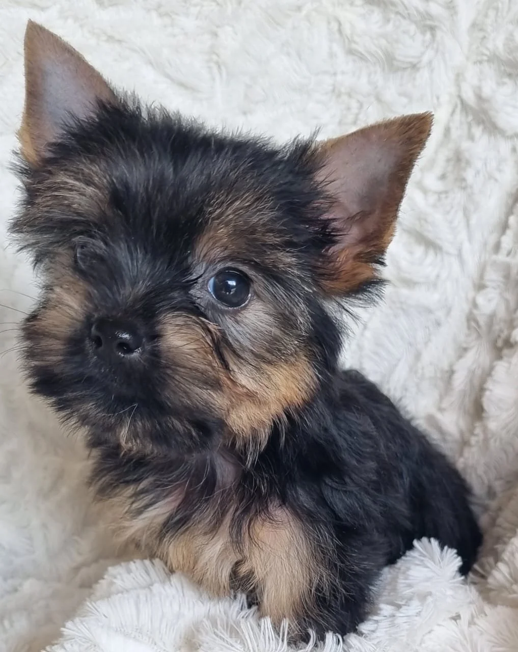 SIGNE is a pocket female puppy available for R7500