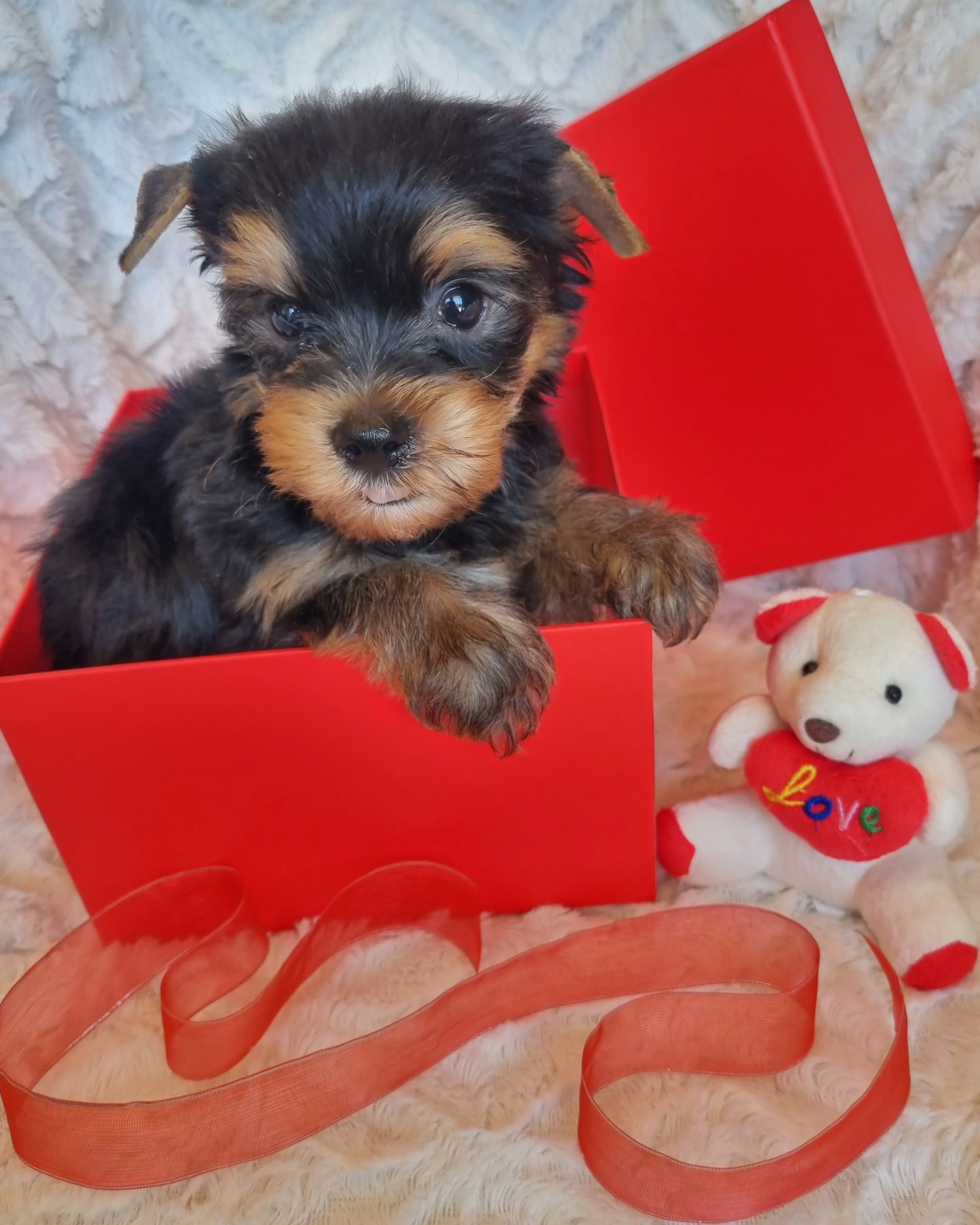 LASZLO is a miniature male puppy. Available for R4000. Book now!