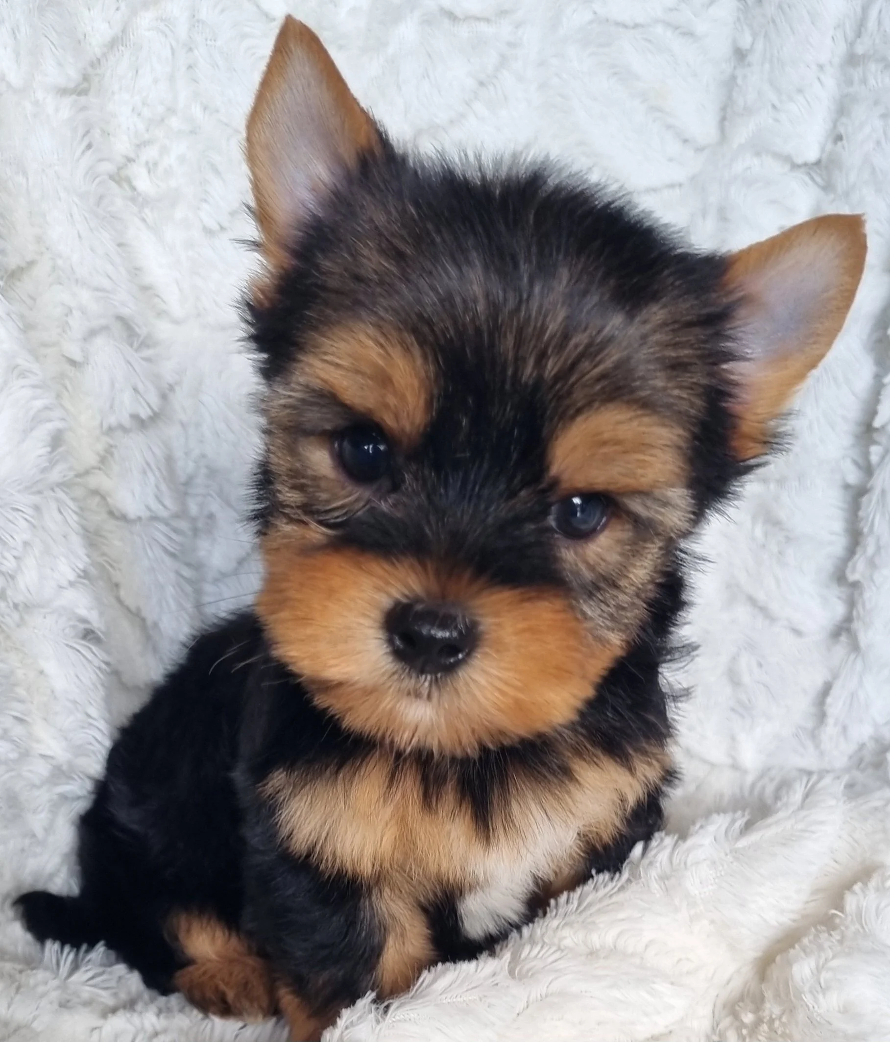 MIREYA is a miniature size female puppy. Available for R 6500.