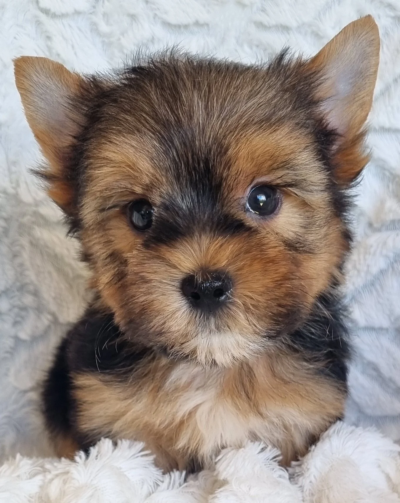 SALVADOR is a miniature size male puppy. Available for R 4500.