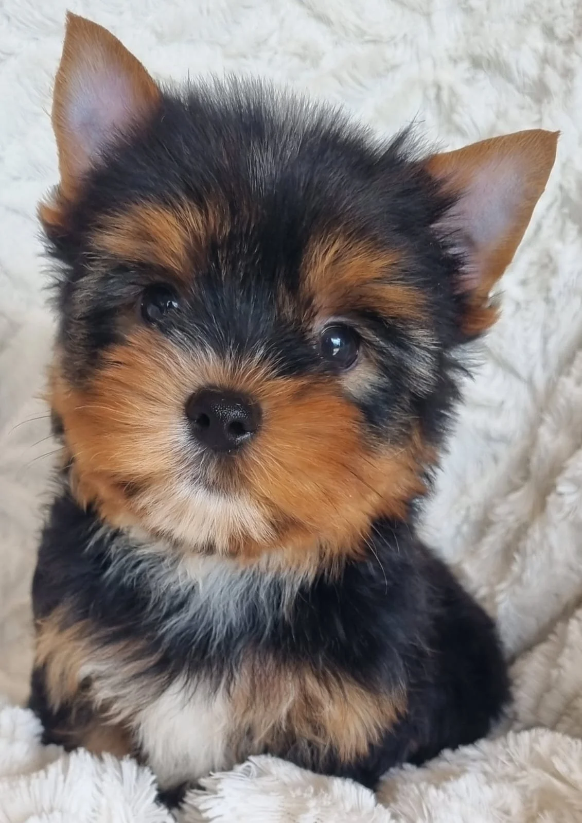 COLETTE is a miniature female puppy available for R7000