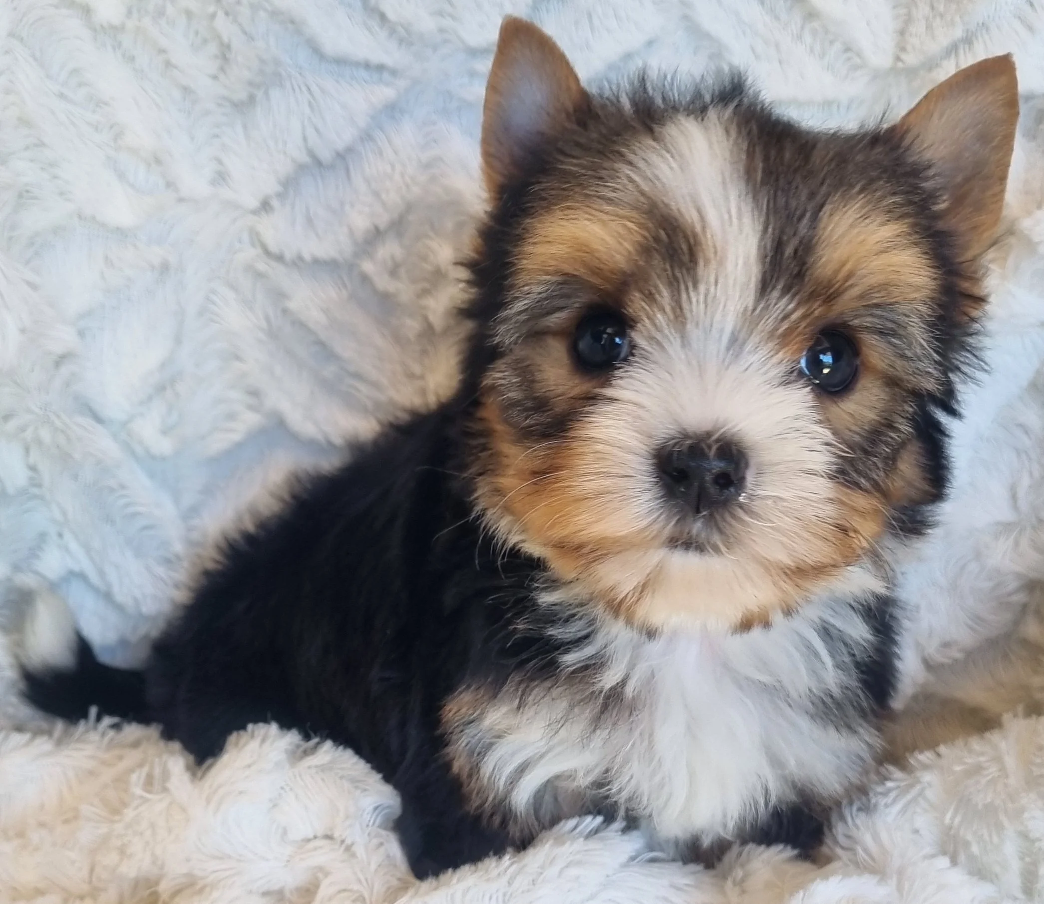 SIMONA is a miniature size female puppy. Available for R 6500.