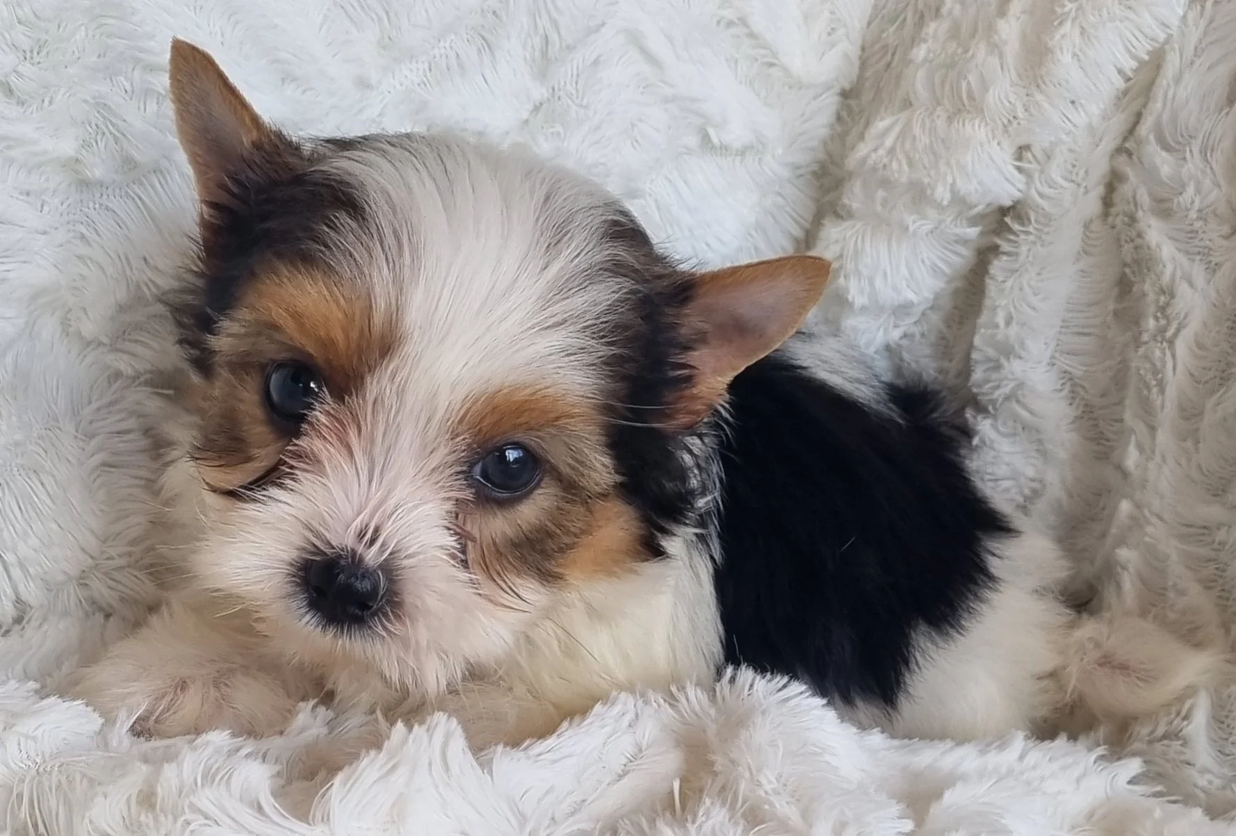 AZALEA is a pocket size Biewer Yorkie female puppy. Available for R 7000. BOOK NOW !!