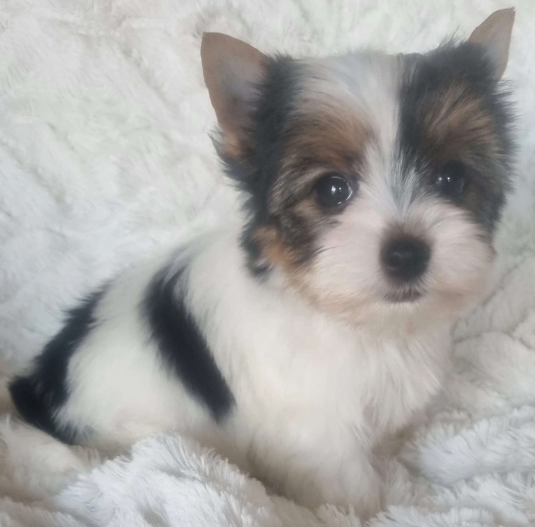 LINSEY is a pocket size Biewer Yorkie female puppy. Available for R 7000