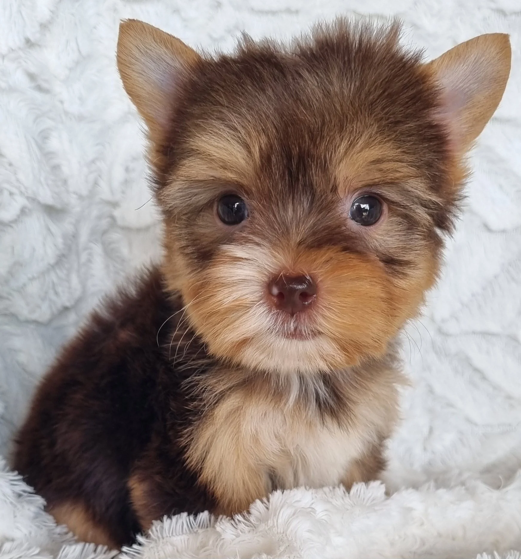 SLOAN is a miniature size chocolate female puppy. Available for R 6000.