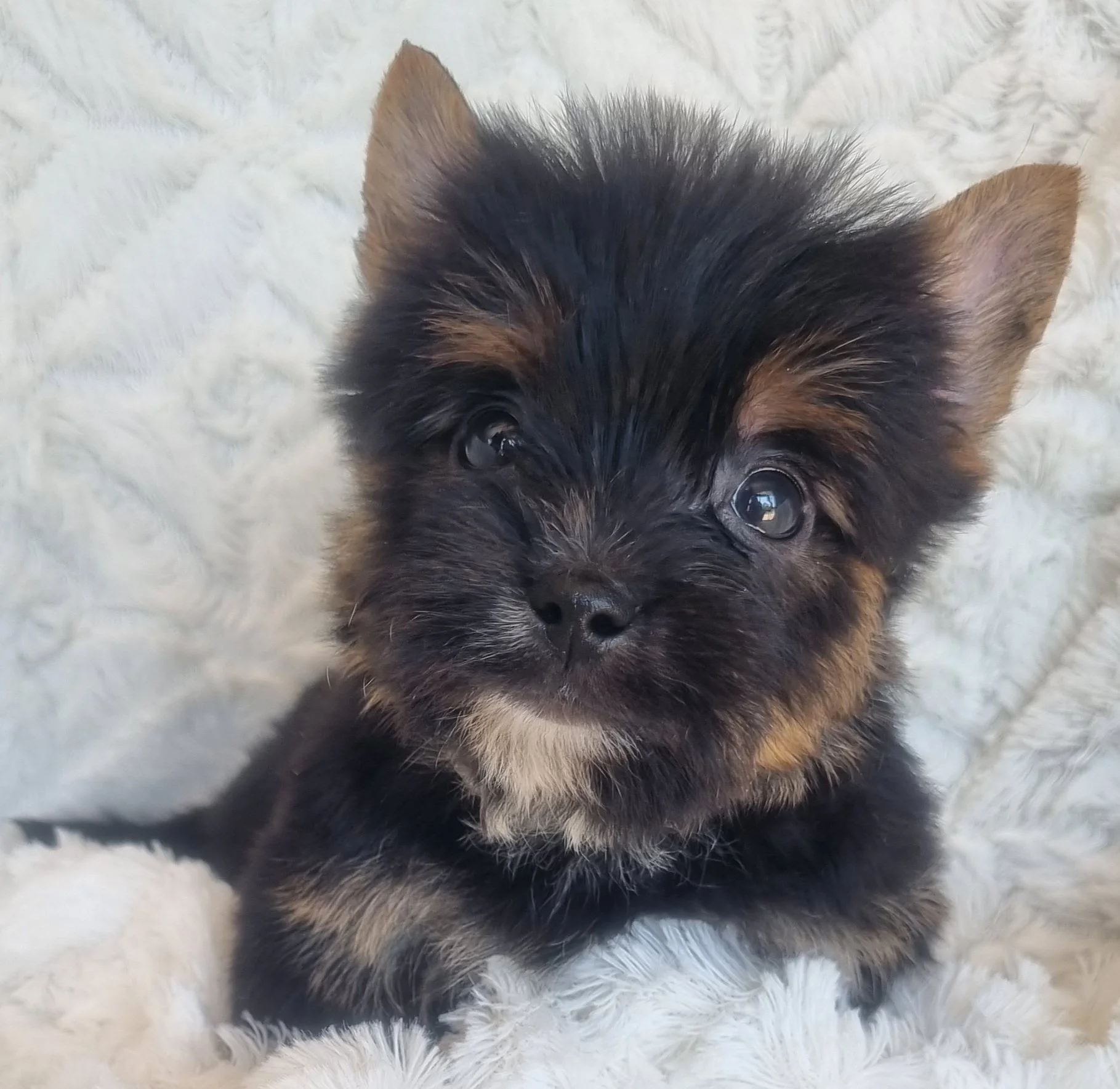 PAULIE is a pocket size male puppy. Available for R 4500