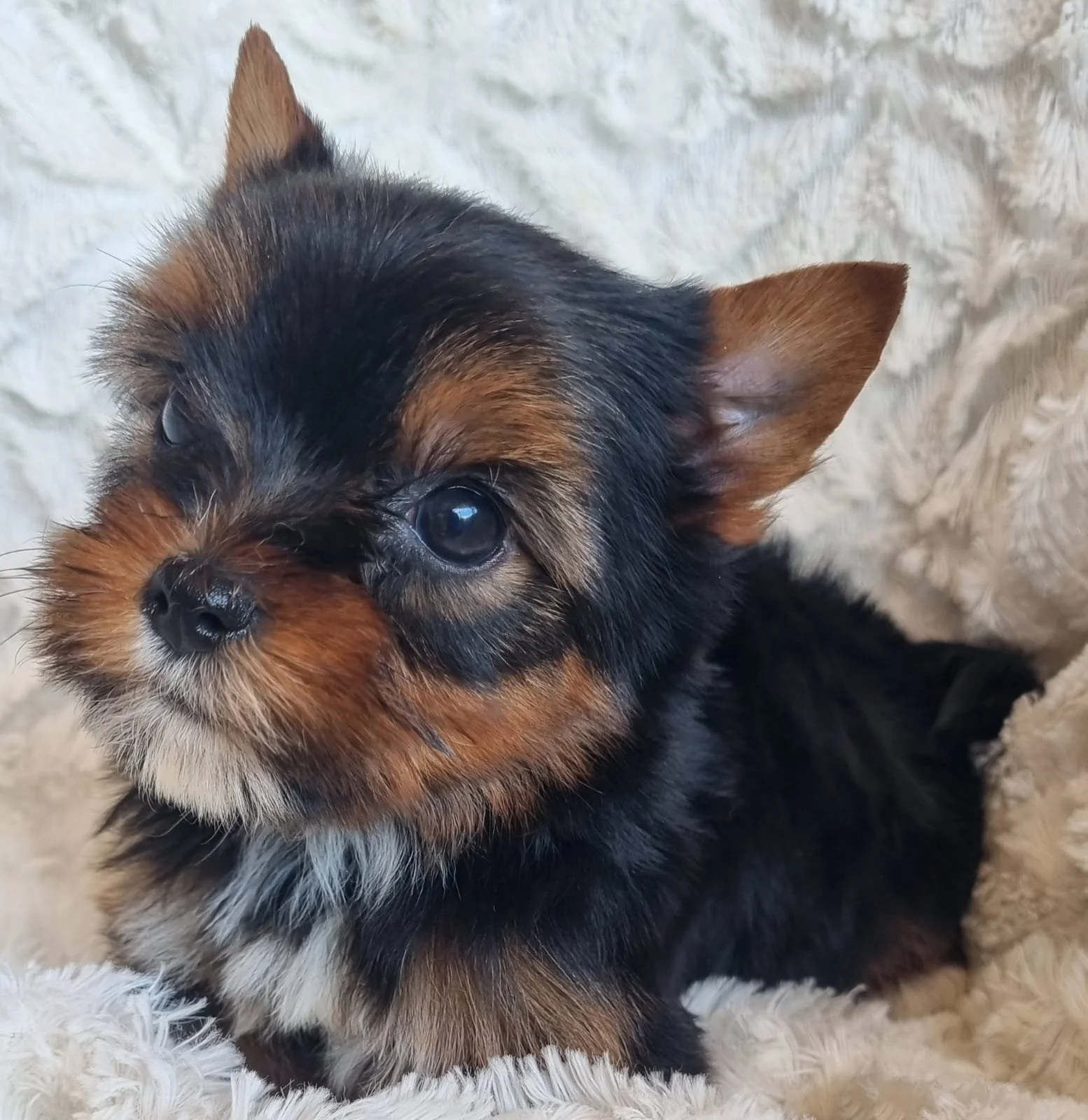 NYOMI is a pocket female puppy available for R7500